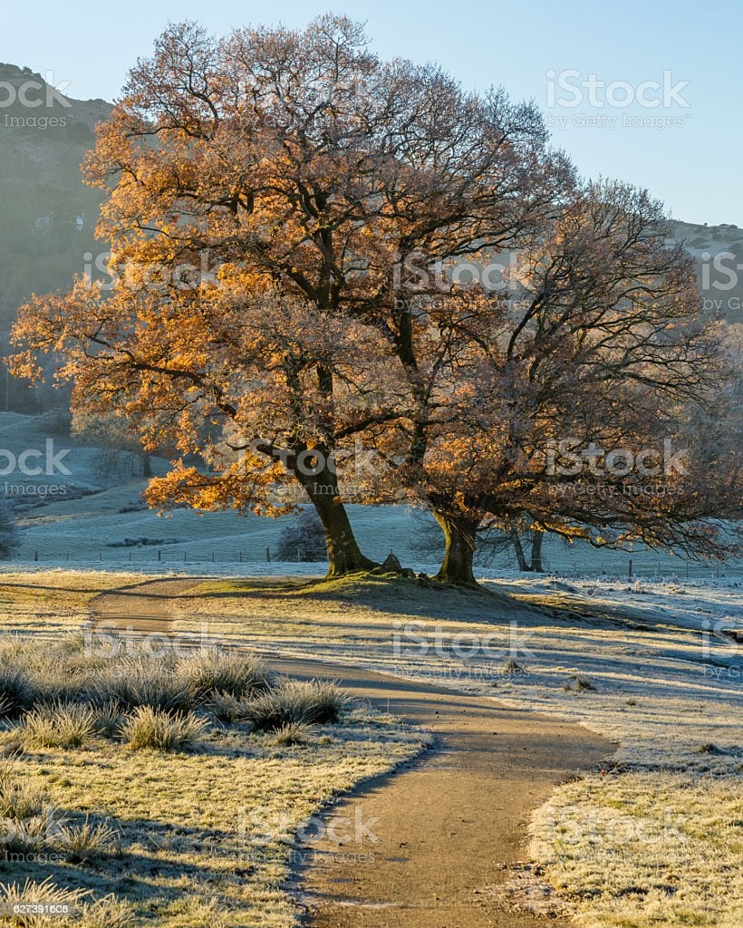 Autumn Oak Tree On Frosty Morning Image Now Field, Autumn, Beauty In Nature