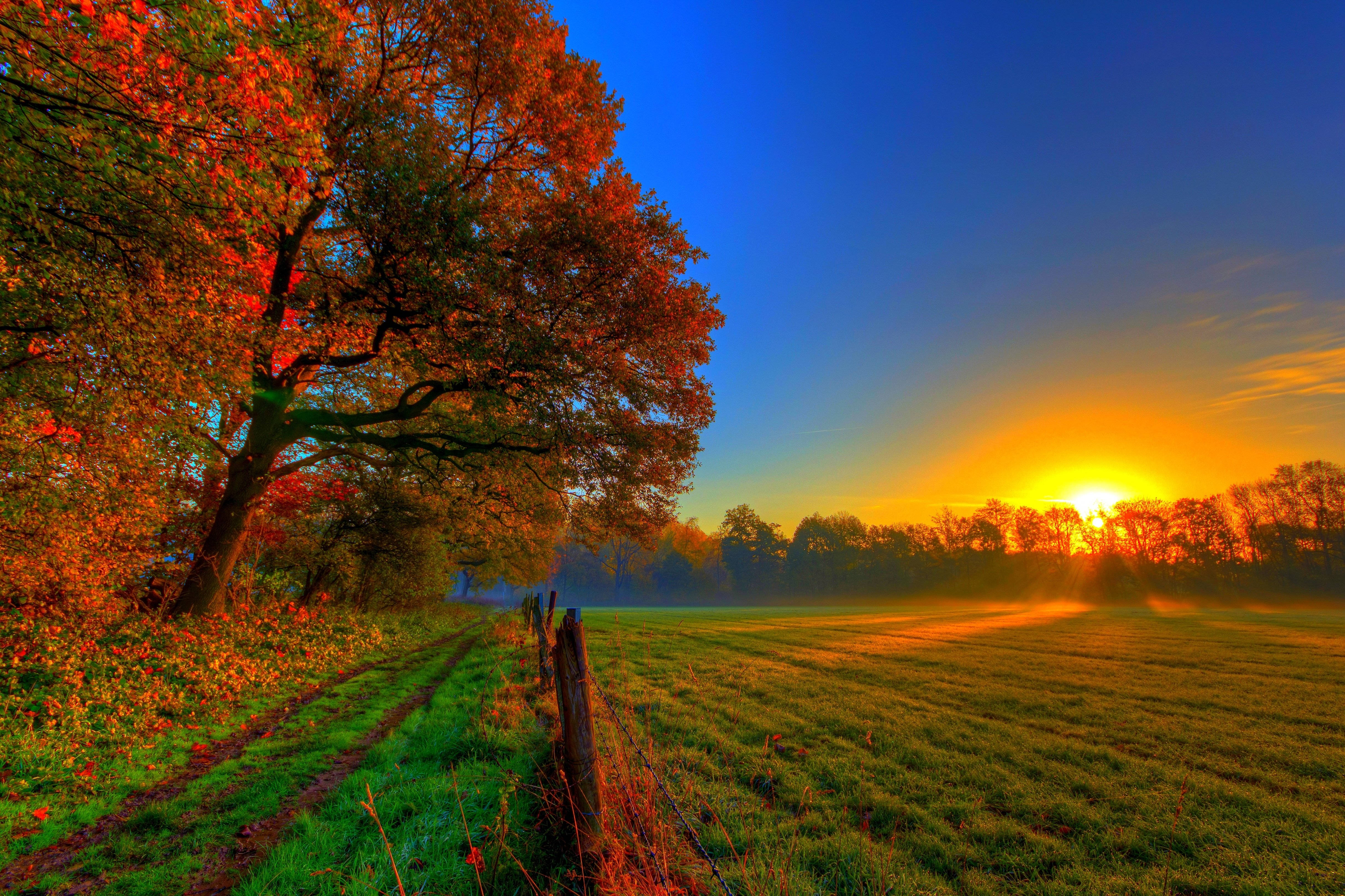 Download Good Morning Autumn Field Wallpaper