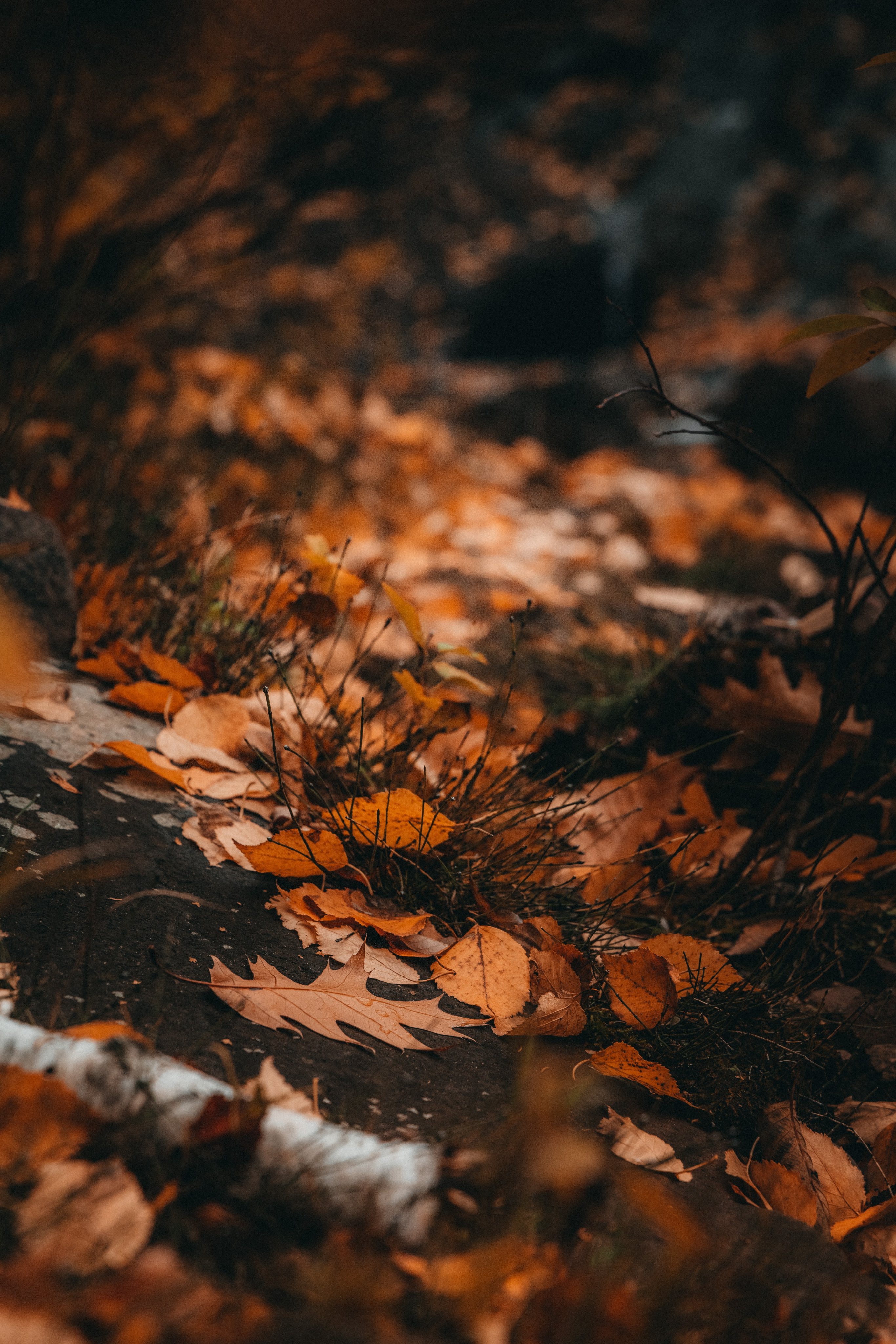 Aesthetic Autumn Phone Wallpapers - Wallpaper Cave