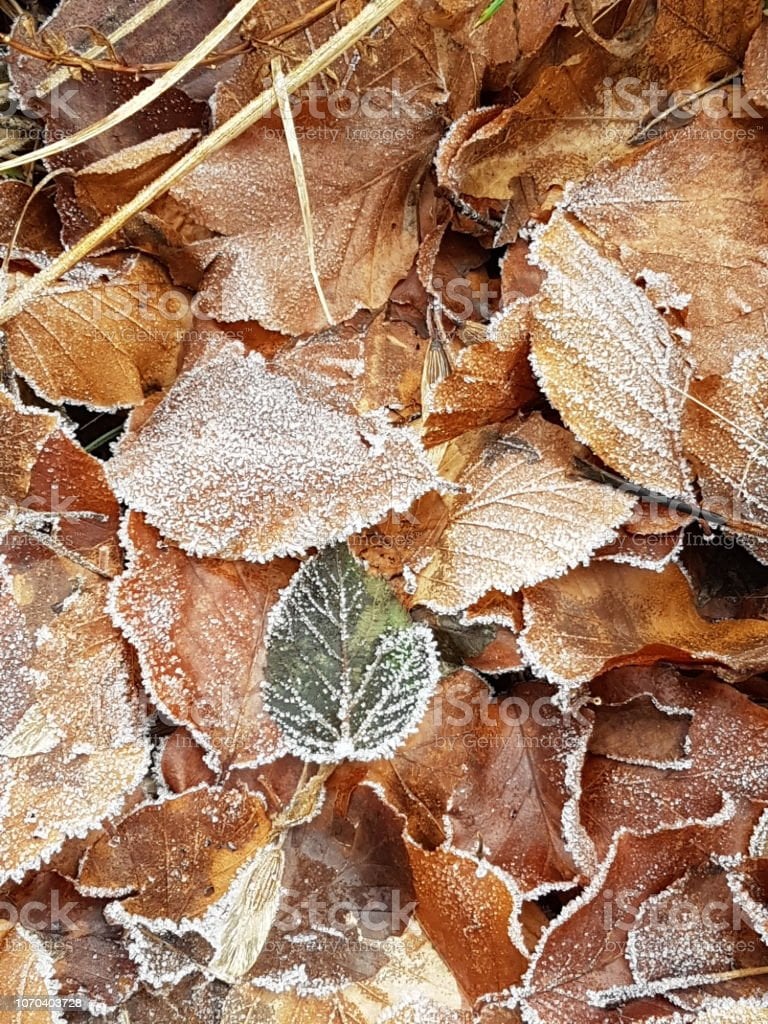 Autumn Leaves On A Frosty Morning Image Now, Abstract, Autumn
