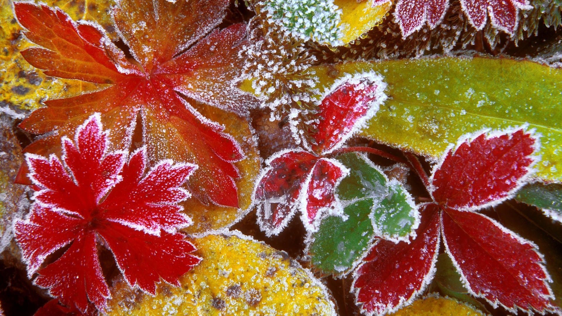 Forest leaves frosty wallpaper. Autumn leaves wallpaper, Leaf wallpaper, Desktop wallpaper fall