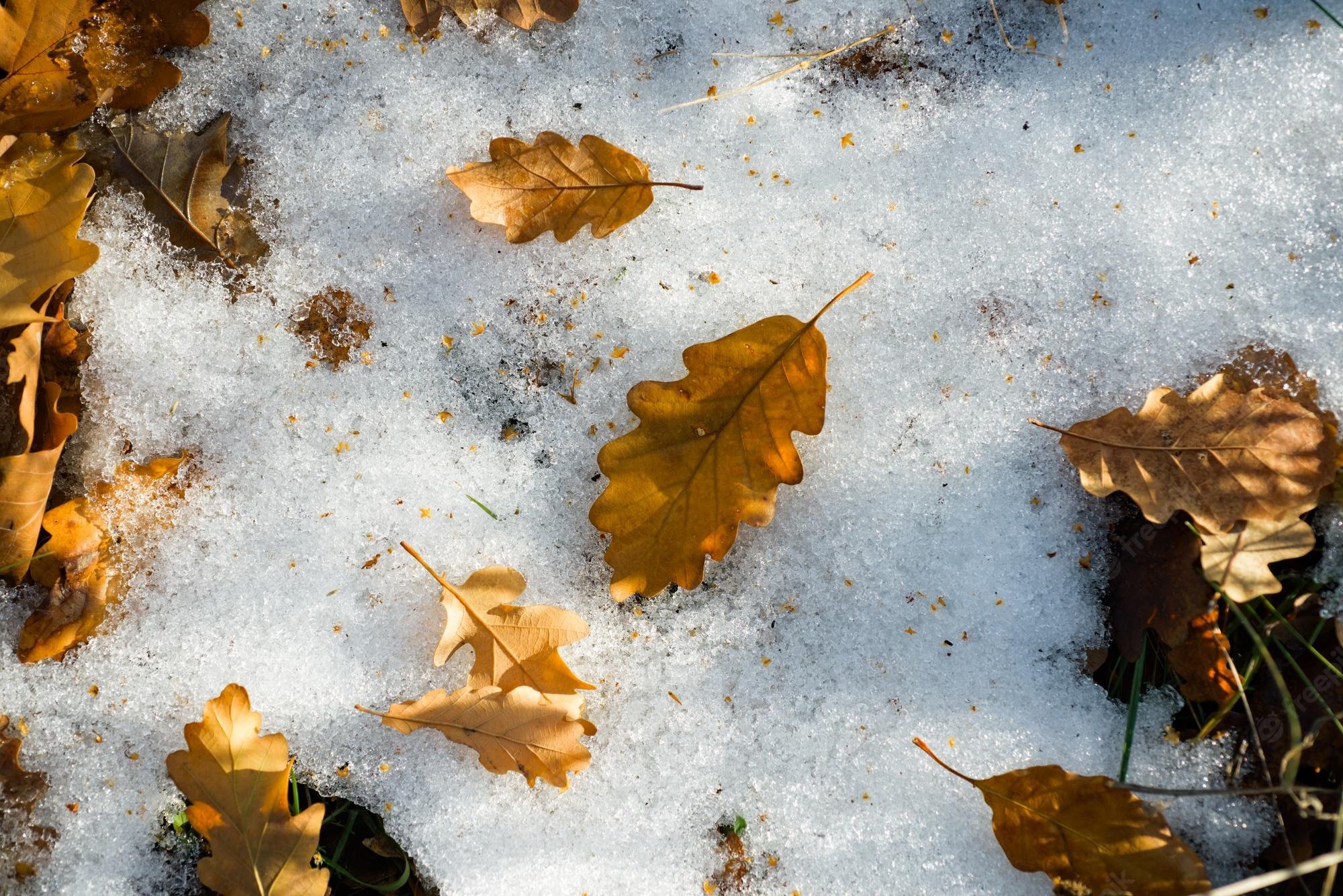 Premium Photo. Autumn to winter. frosty maple leaf in the snowy day for background, close up. frozen maple leaves in snow