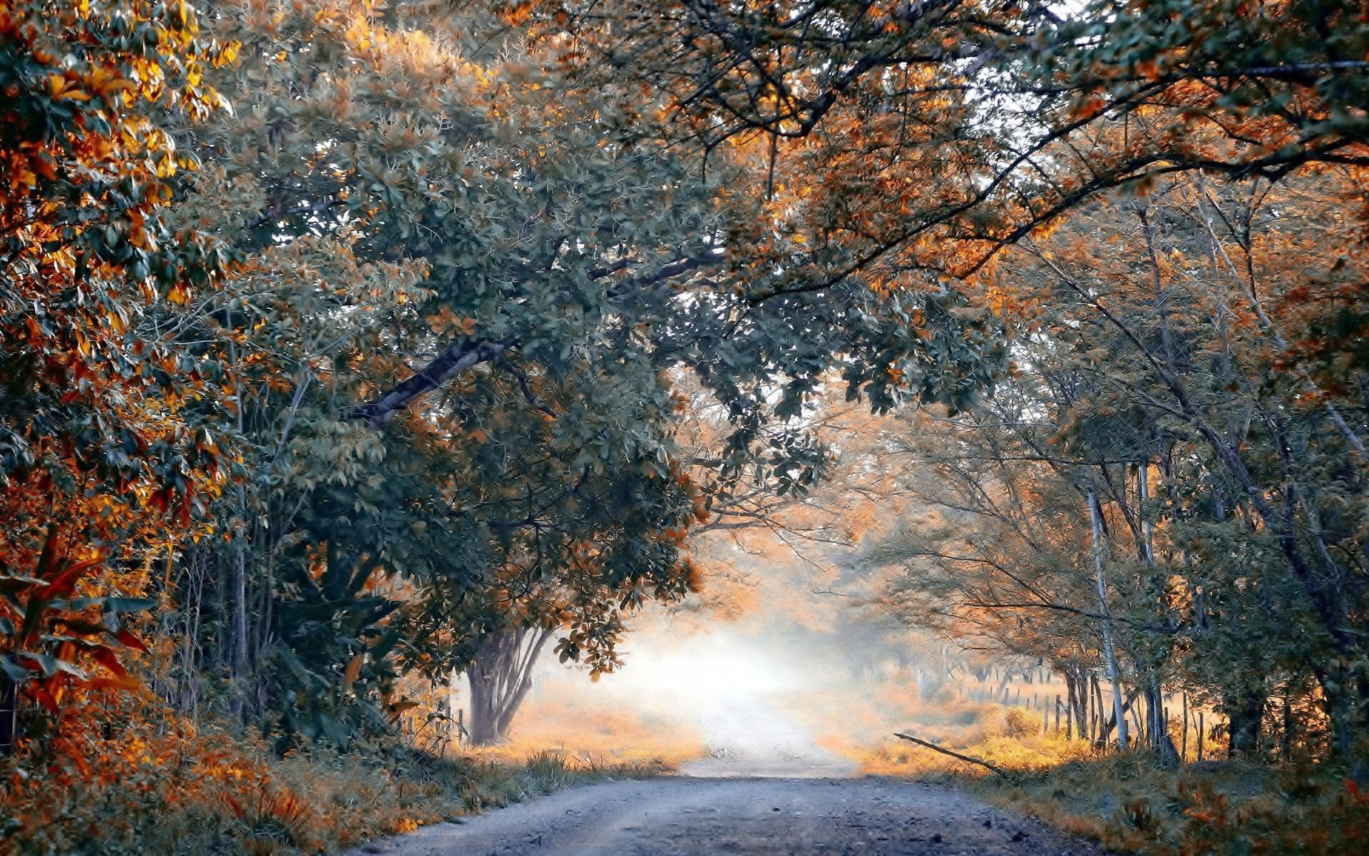 Fog autumn trees ten road landscape wallpaperx1200
