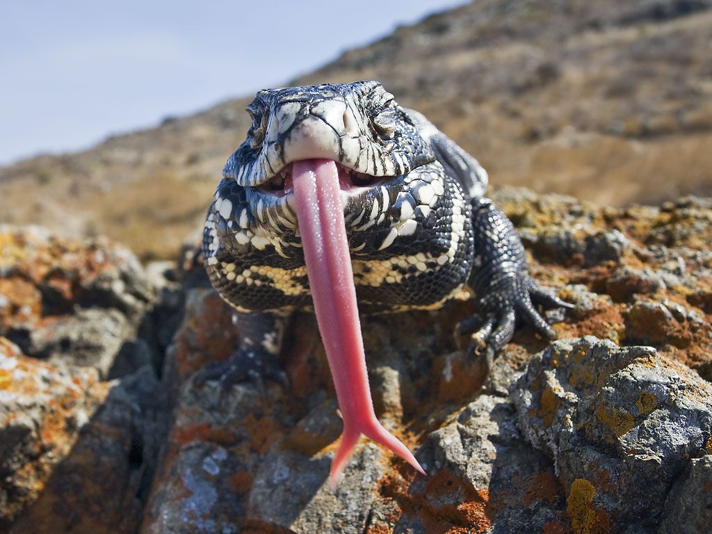 Argentine Black and White Tegu tongue. Tegu, Reptiles and amphibians, Animals amazing