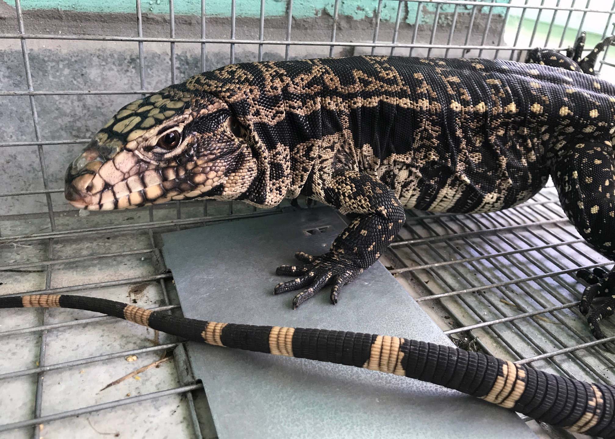 Invasive tegu lizards thriving in South Florida, moving upstate, FWC says