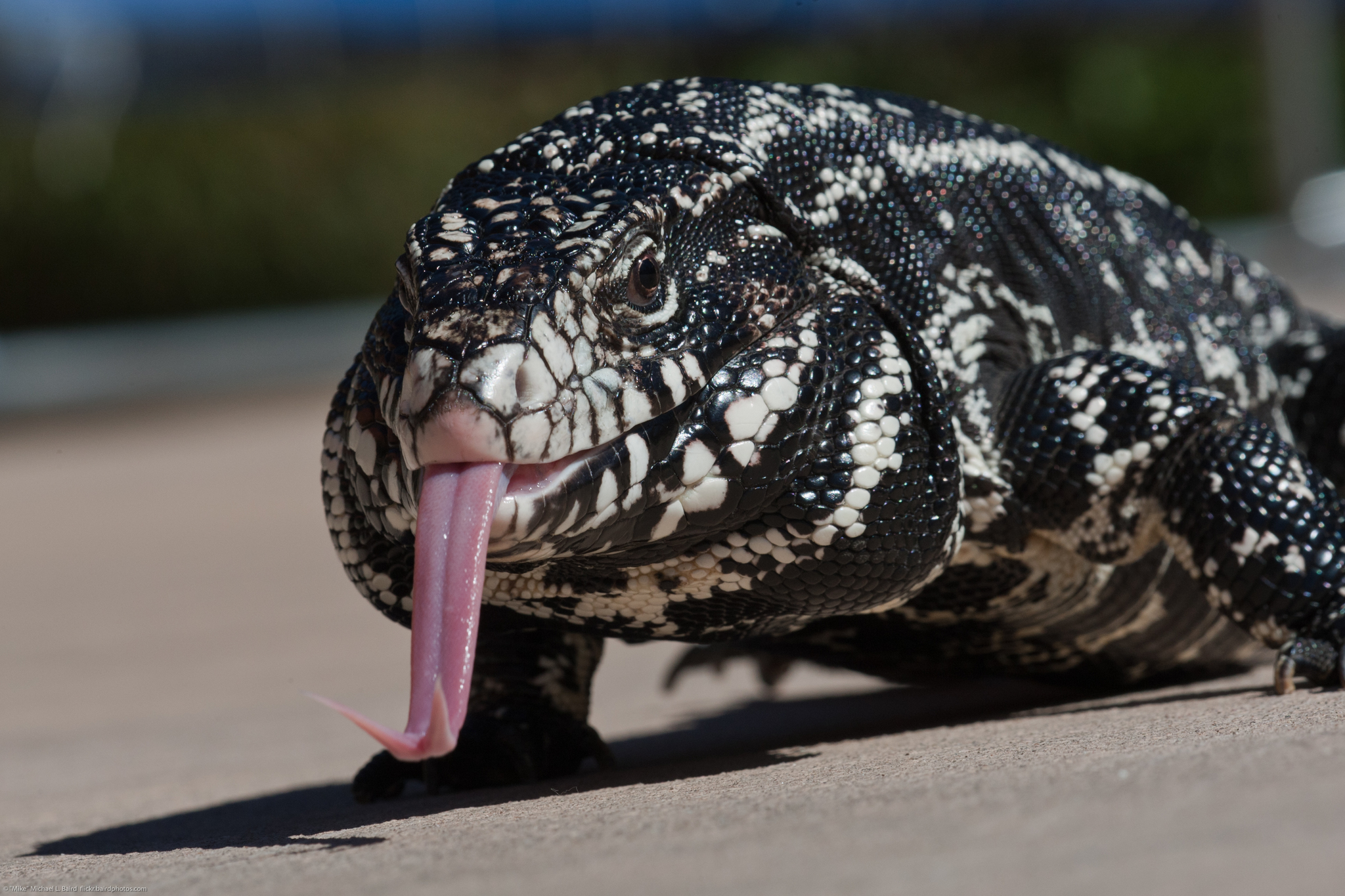 Photos Of Argentine Black And White Tegu (Salvator Merianae) · INaturalist