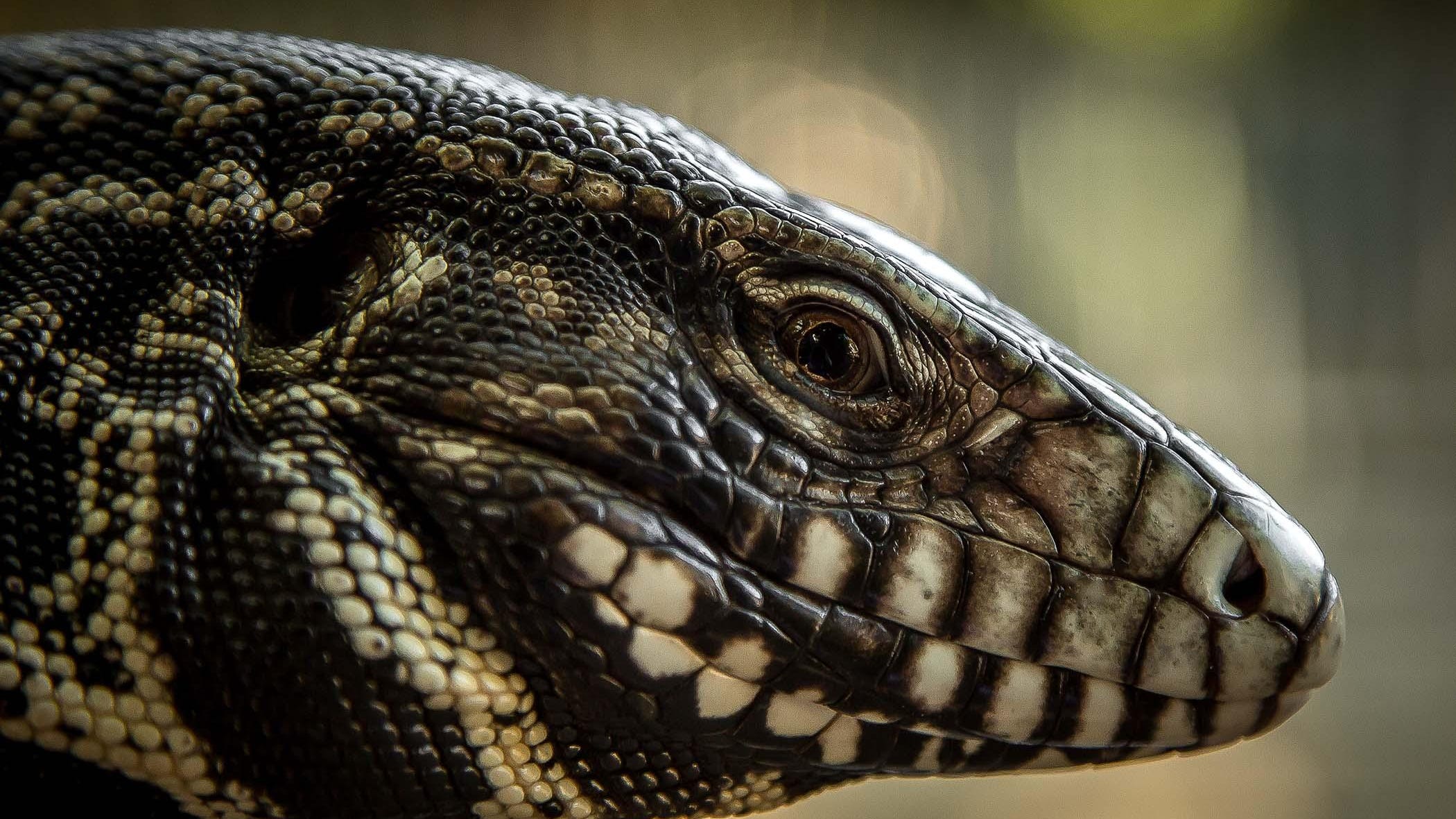 Opinion: Tegu lizards from South America are invading South Carolina