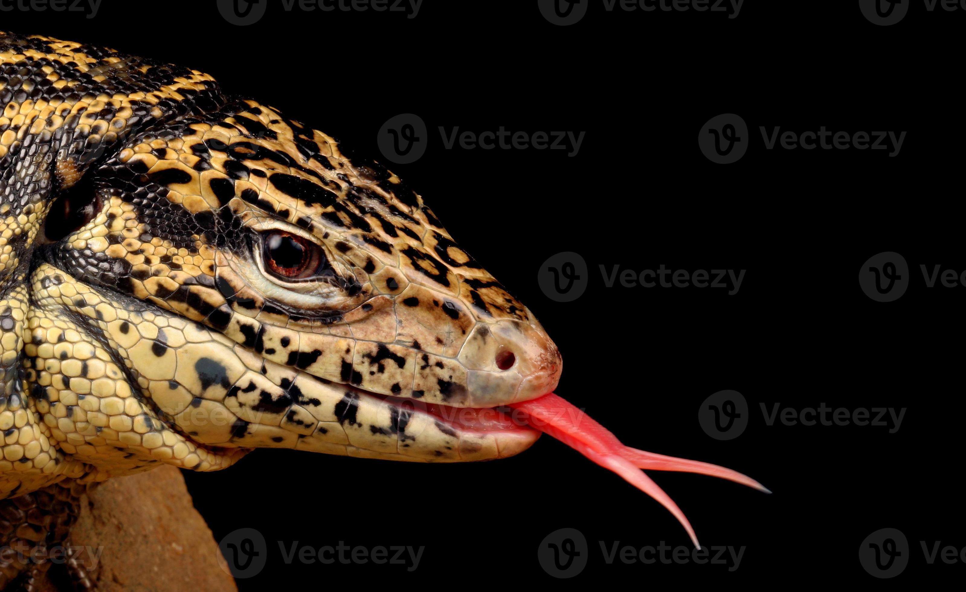 Tegu Wallpapers - Wallpaper Cave