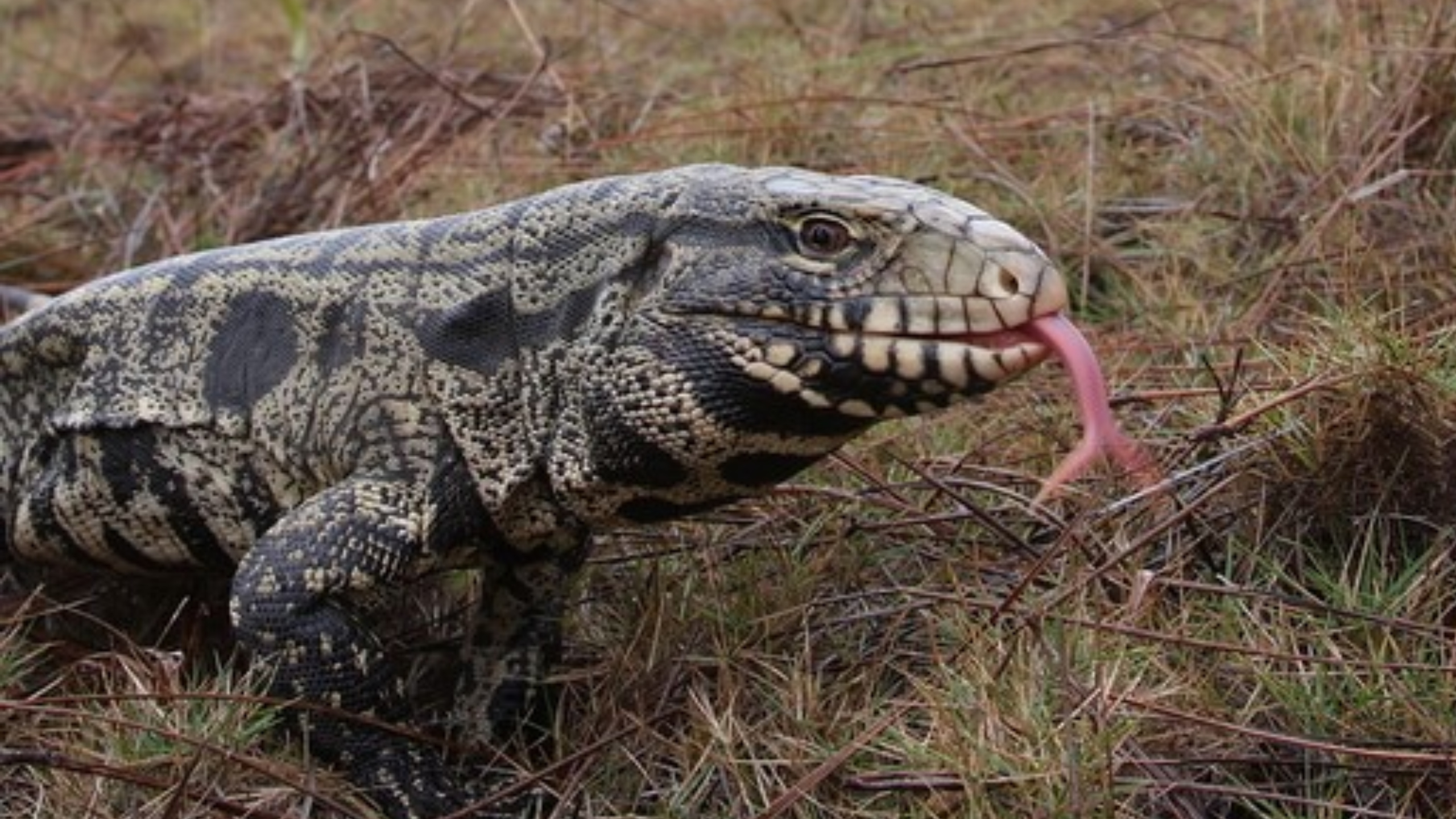SCDNR reports first sighting of black and white tegu lizard in SC