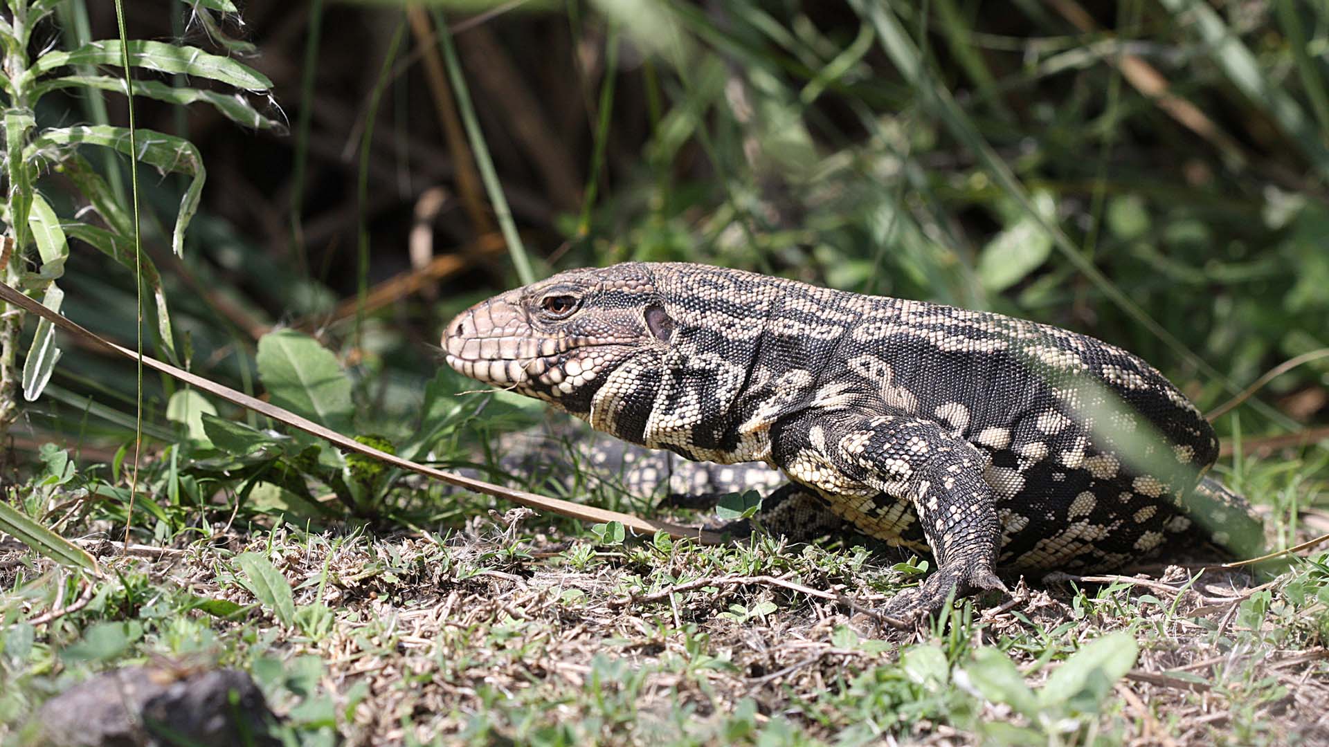 Black and white tegu reptiles have invaded South Carolina