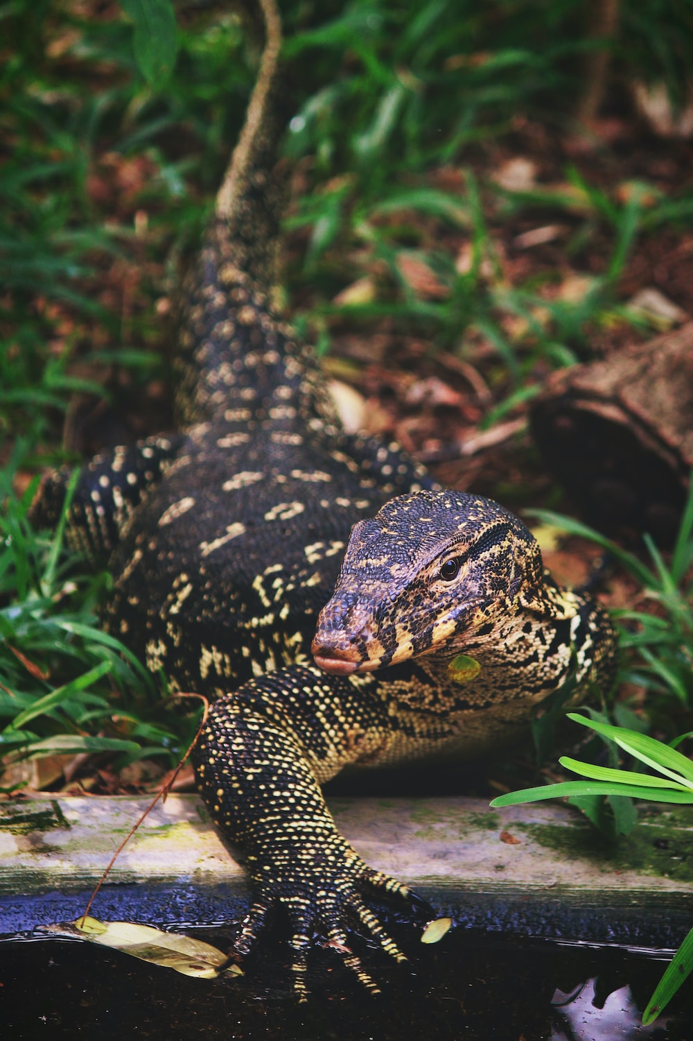 Monitor Lizard Picture [HD]. Download Free Image