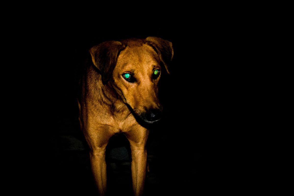 Can Your Dog See in the Dark?