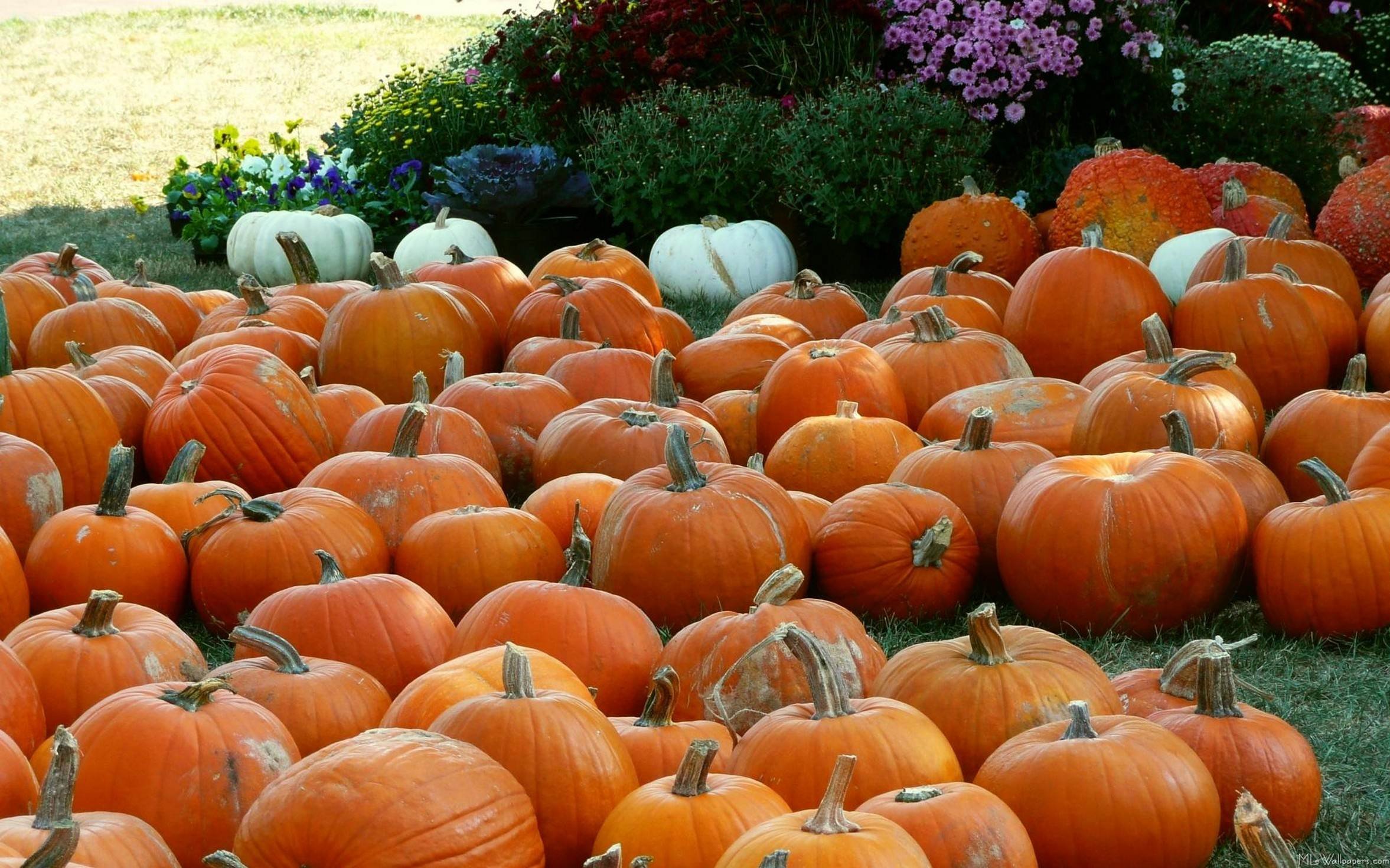 autumn, Trees, Nature, Landscape, Leaf, Leaves, Pumpkin, Thanksgiving, Halloween Wallpaper HD / Desktop and Mobile Background