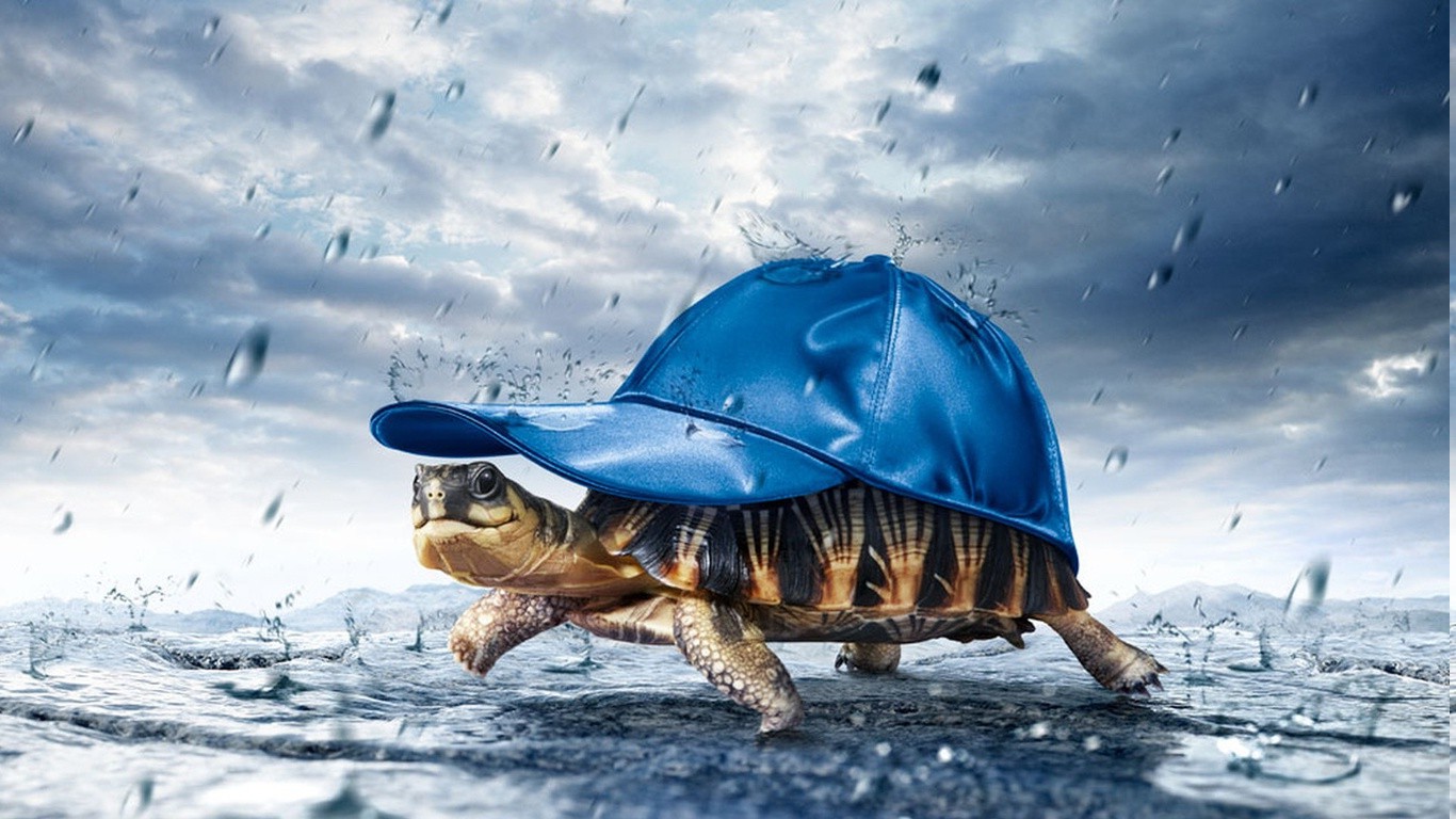 animals, Turtle, Humor Wallpaper HD / Desktop and Mobile Background