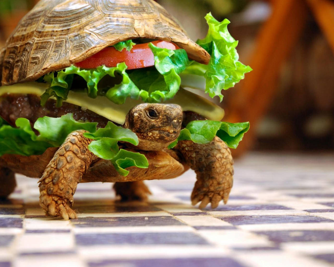 Download Cool Turtle Burger Wallpaper