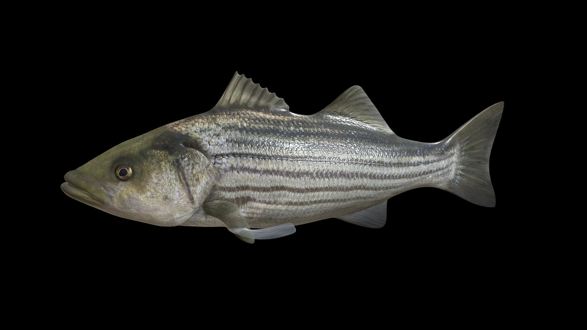 Model 69A Bass Free 3D model by DigitalLife3D [35be3af]