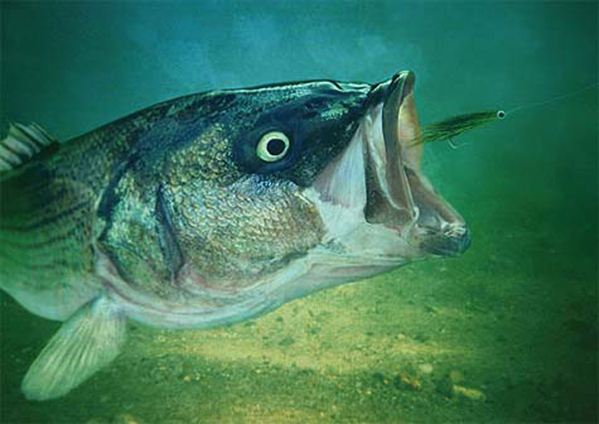 Freshly Grilled Striped Bass Recipe