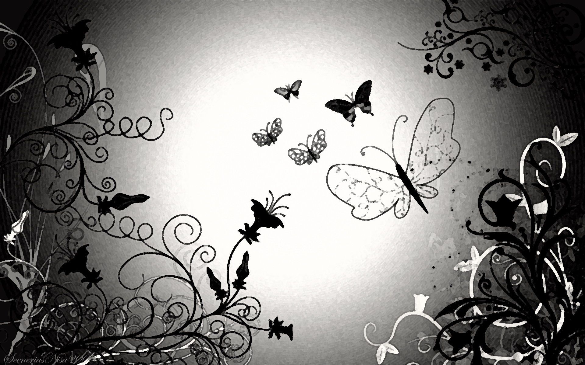 Black and White Butterfly Wallpaper Free Black and White Butterfly Background