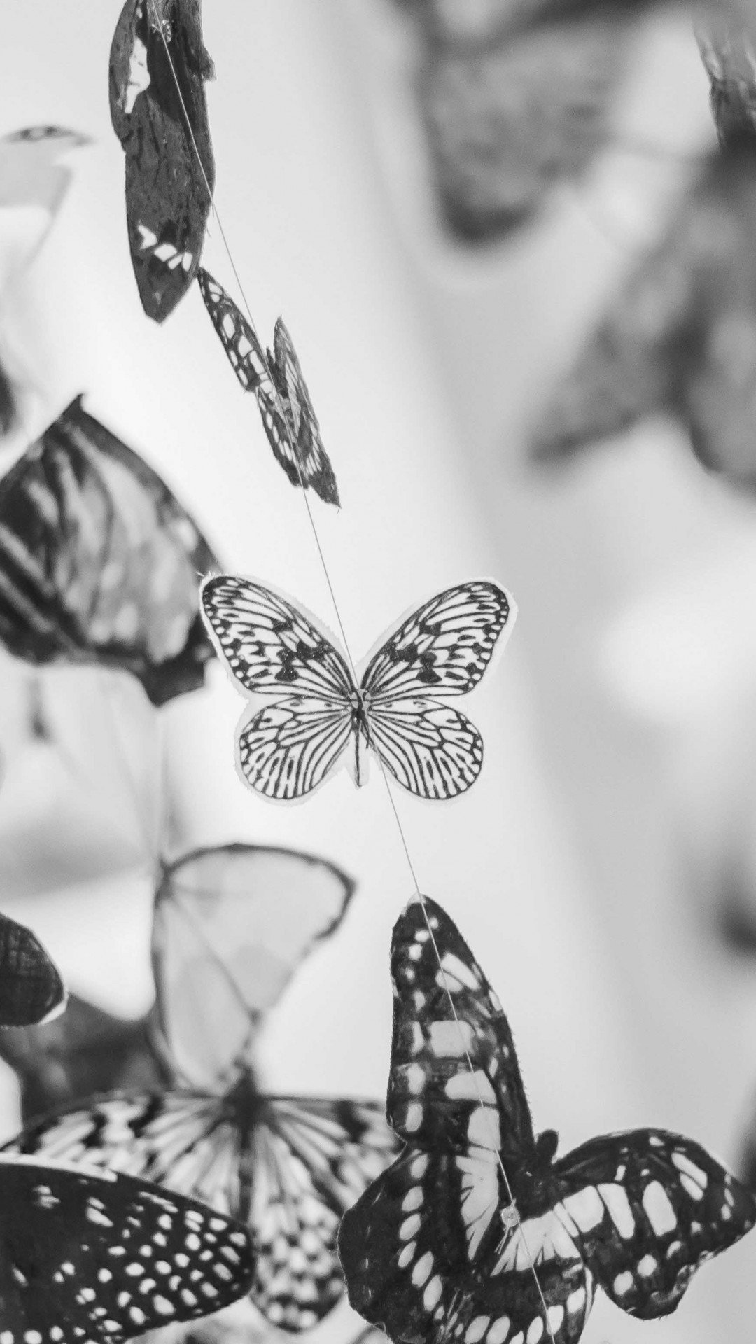 Colorful Beautiful Black and White Butterfly Wallpaper for Desktop and Mobiles iPhone 6 / 6S Plus