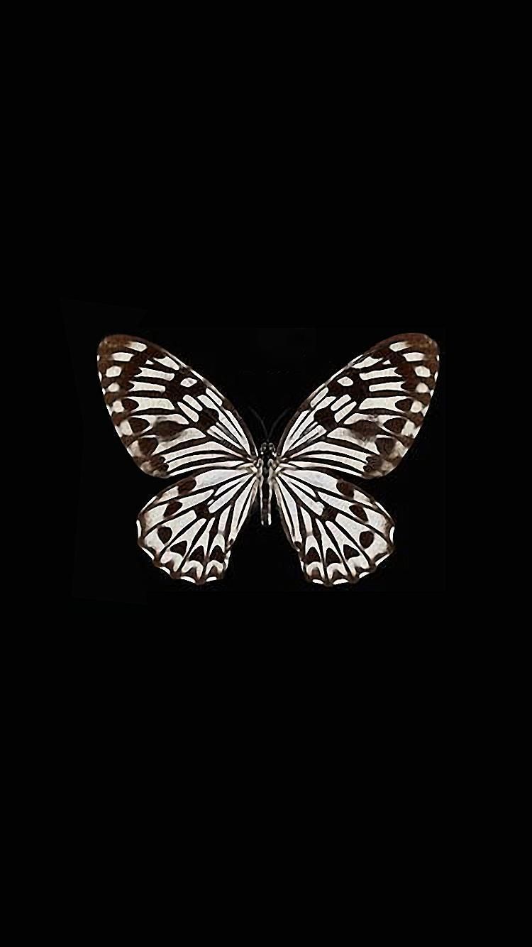 Free download Black and white butterfly background cfxq 1680x1260 for  your Desktop Mobile  Tablet  Explore 68 Black Butterfly Background  Black  Butterfly Wallpaper Butterfly Wallpapers Butterfly Background