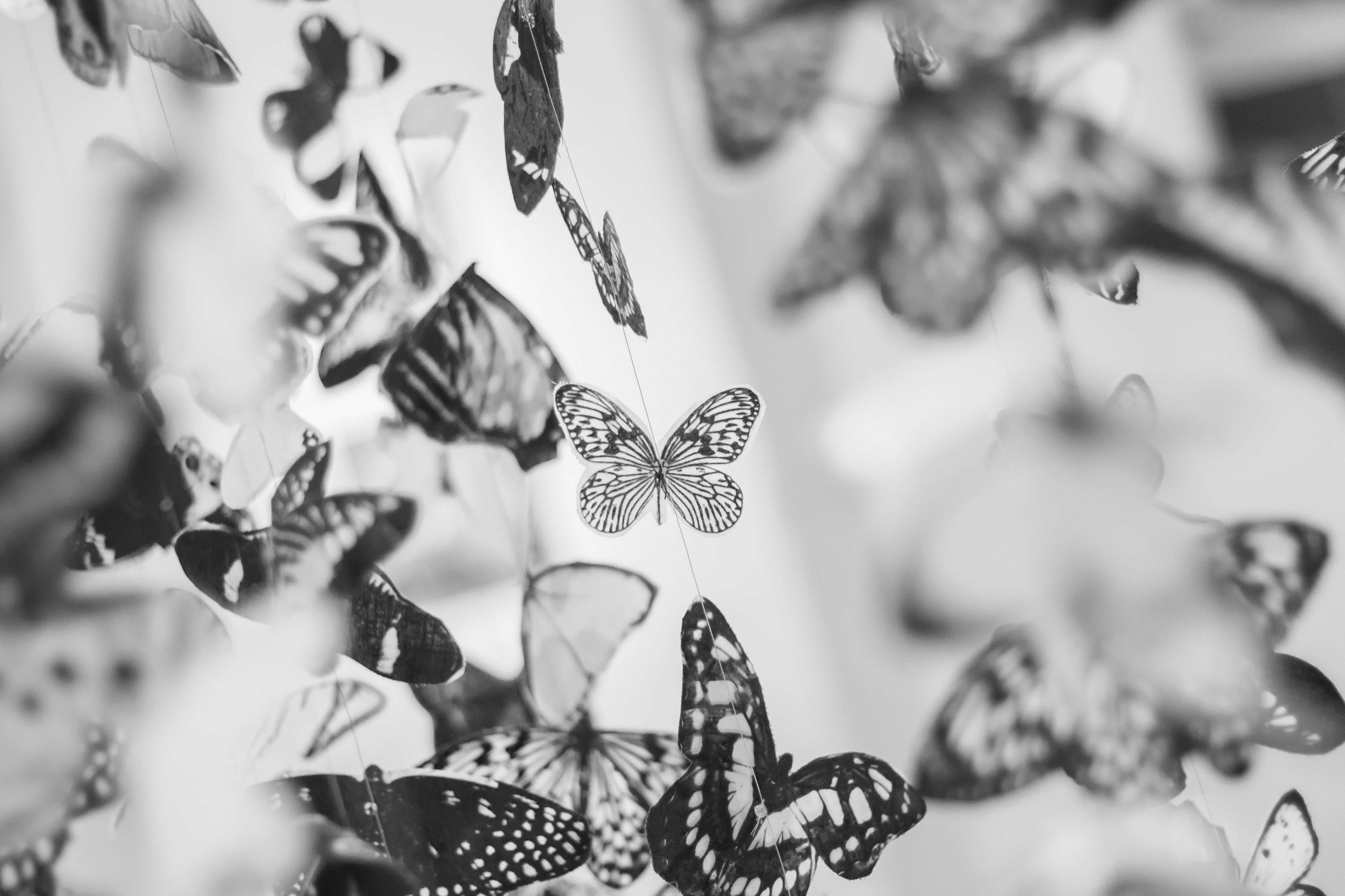 Free Black Butterfly Wallpaper & Picture