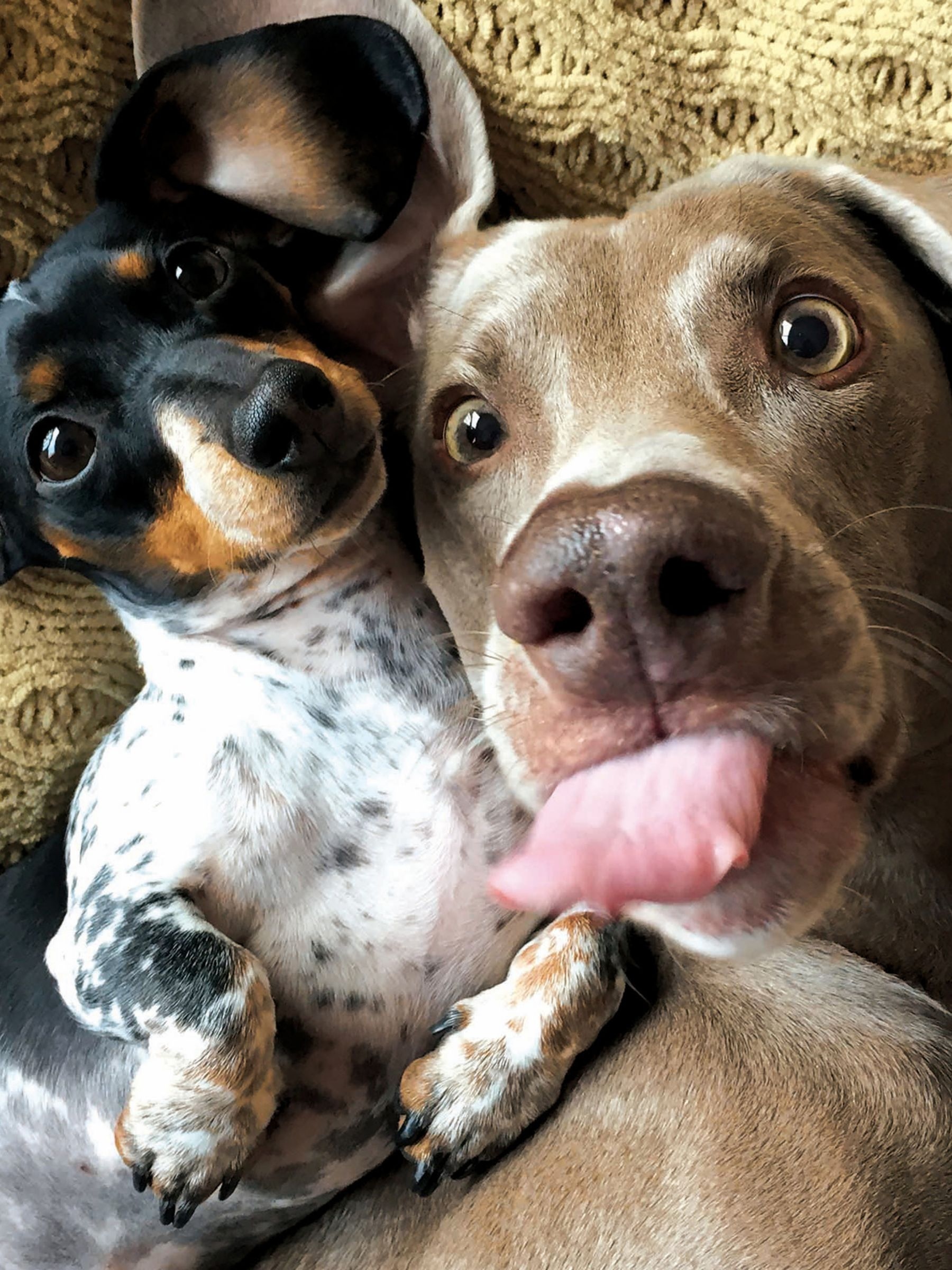 Two dogs Wallpaper Download