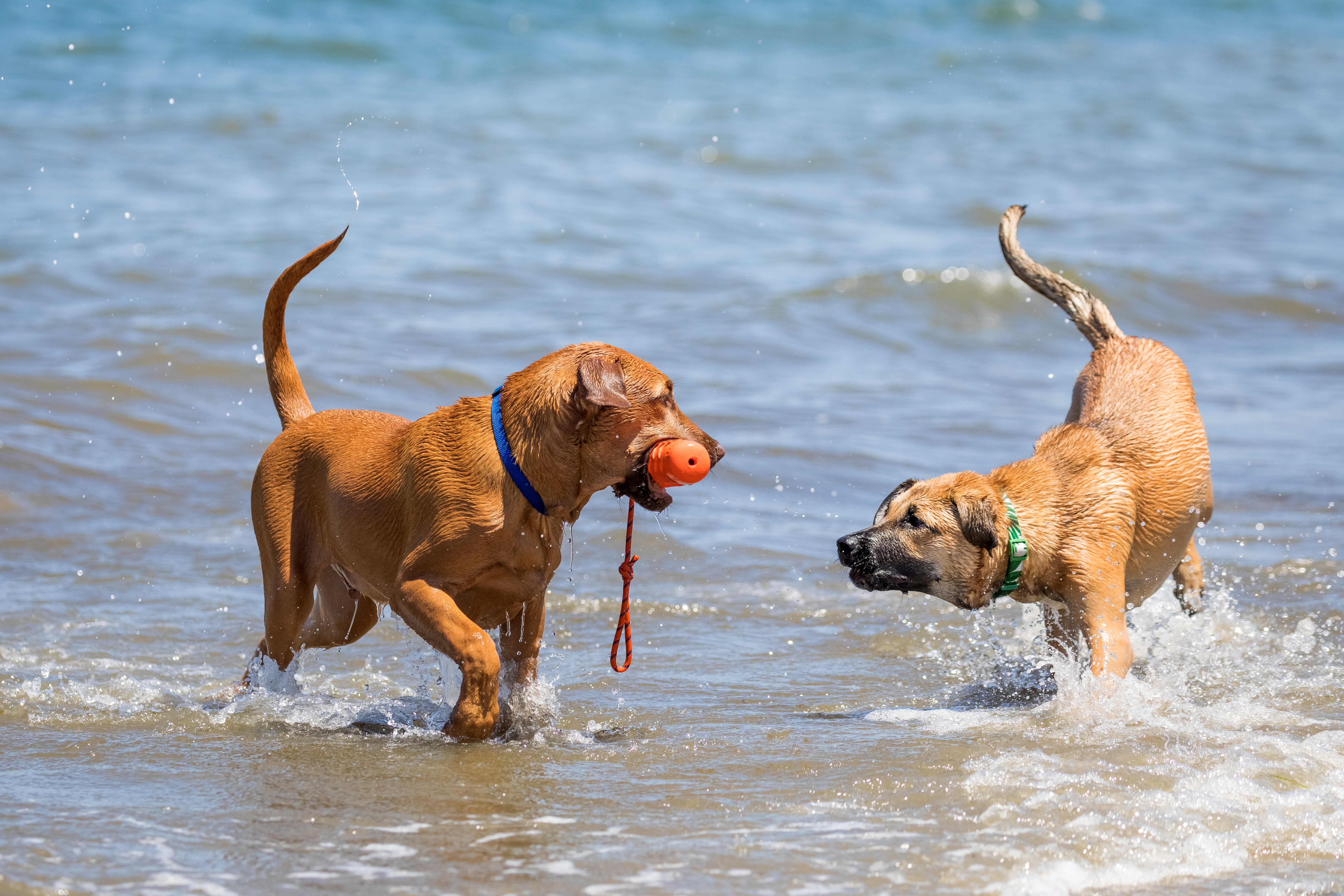 Two Dogs playing in the Surf image Domain photo