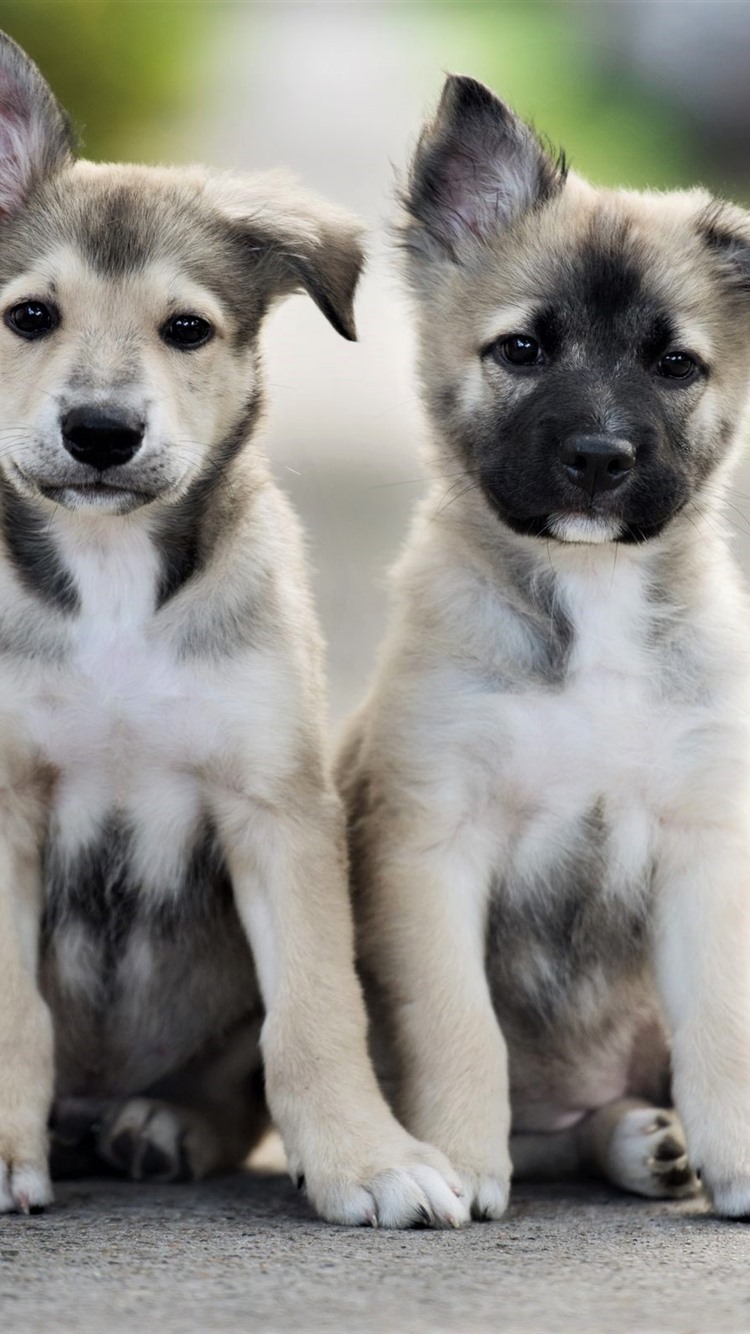 iPhone Wallpaper Cute Two Puppies, Friends Twin Dogs