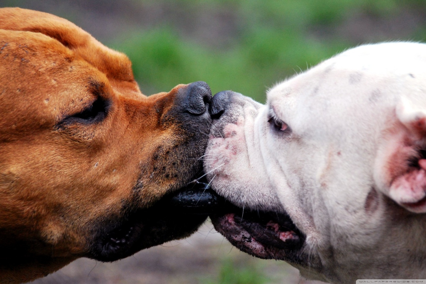 Two Dogs Playing Ultra HD Desktop Background Wallpaper for 4K UHD TV, Tablet