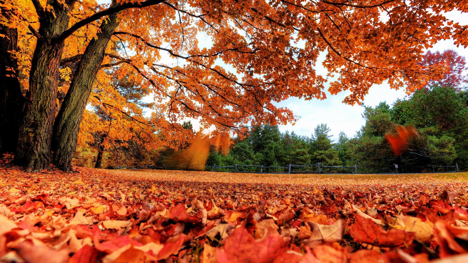 Full HD Red autumn Gallery HD Wallpaper