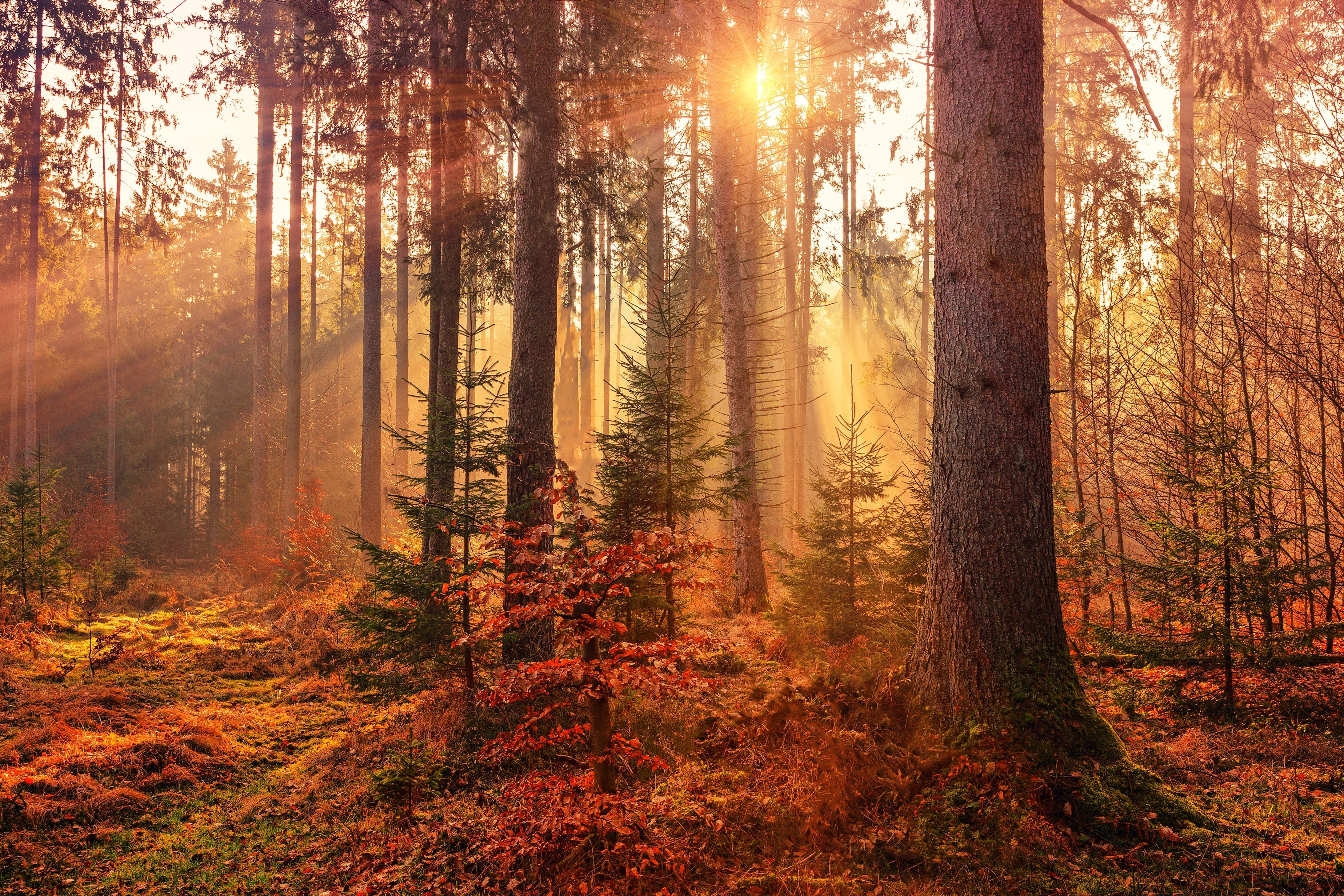 sunbeam #autumn #forest #hd k k #nature K #wallpaper #hdwallpaper #desktop. Free fall wallpaper, Landscape picture, Autumn forest