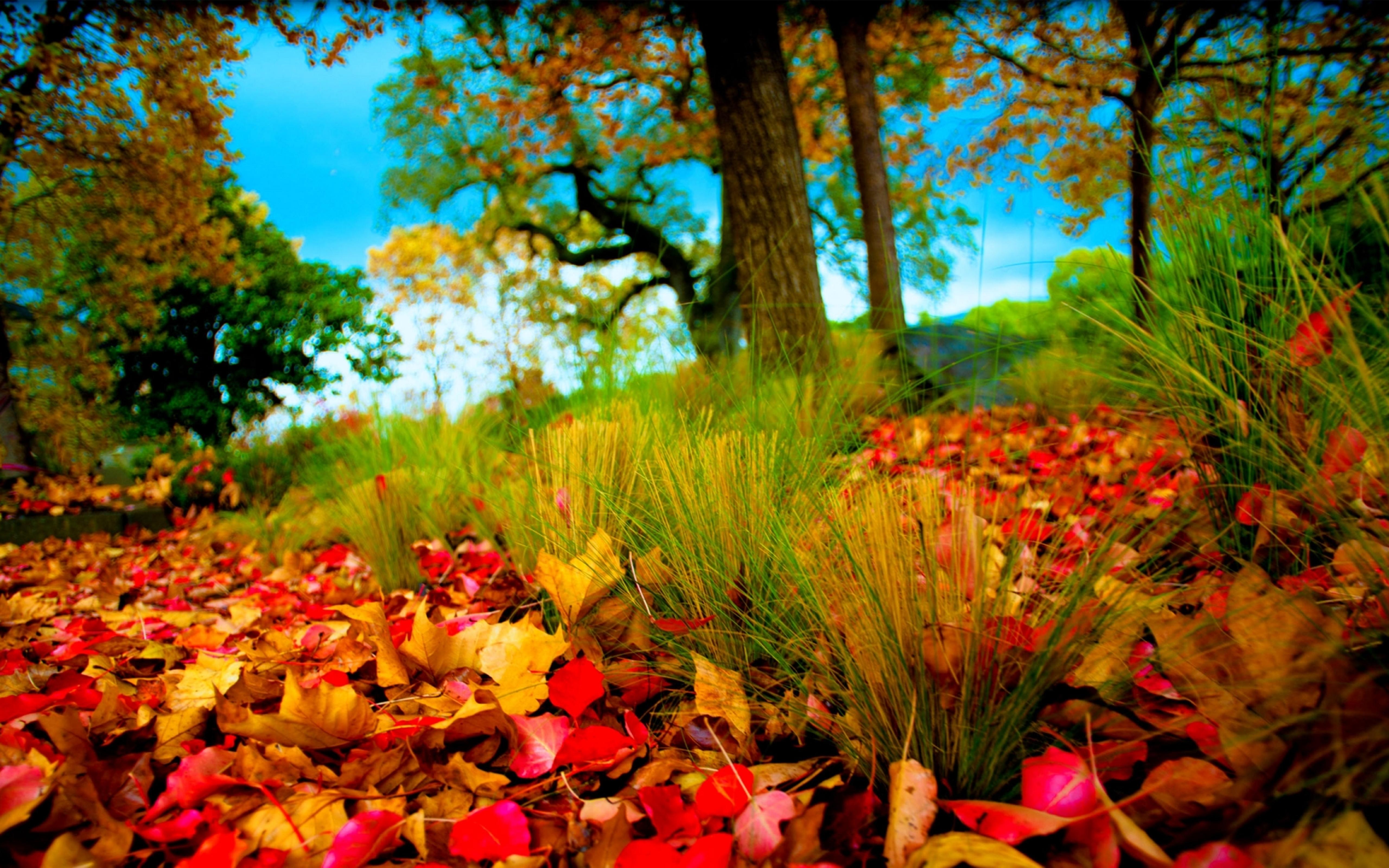 Autumn leaves on the field nature wallpaper