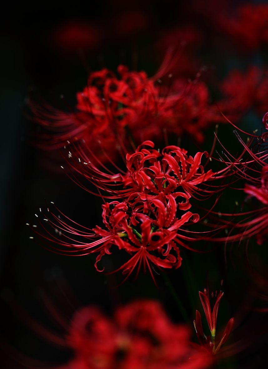 Red Lily Wallpaper Free Red Lily Background