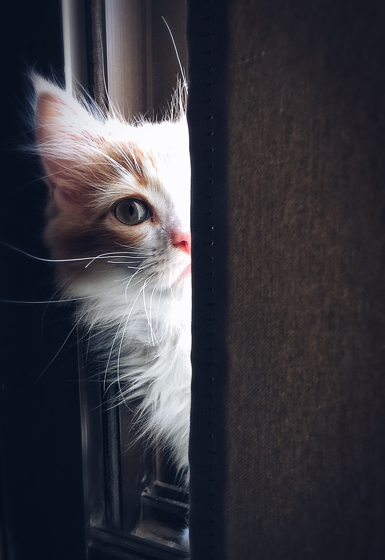 10,Best Cat Photo · 100% Free Downloads