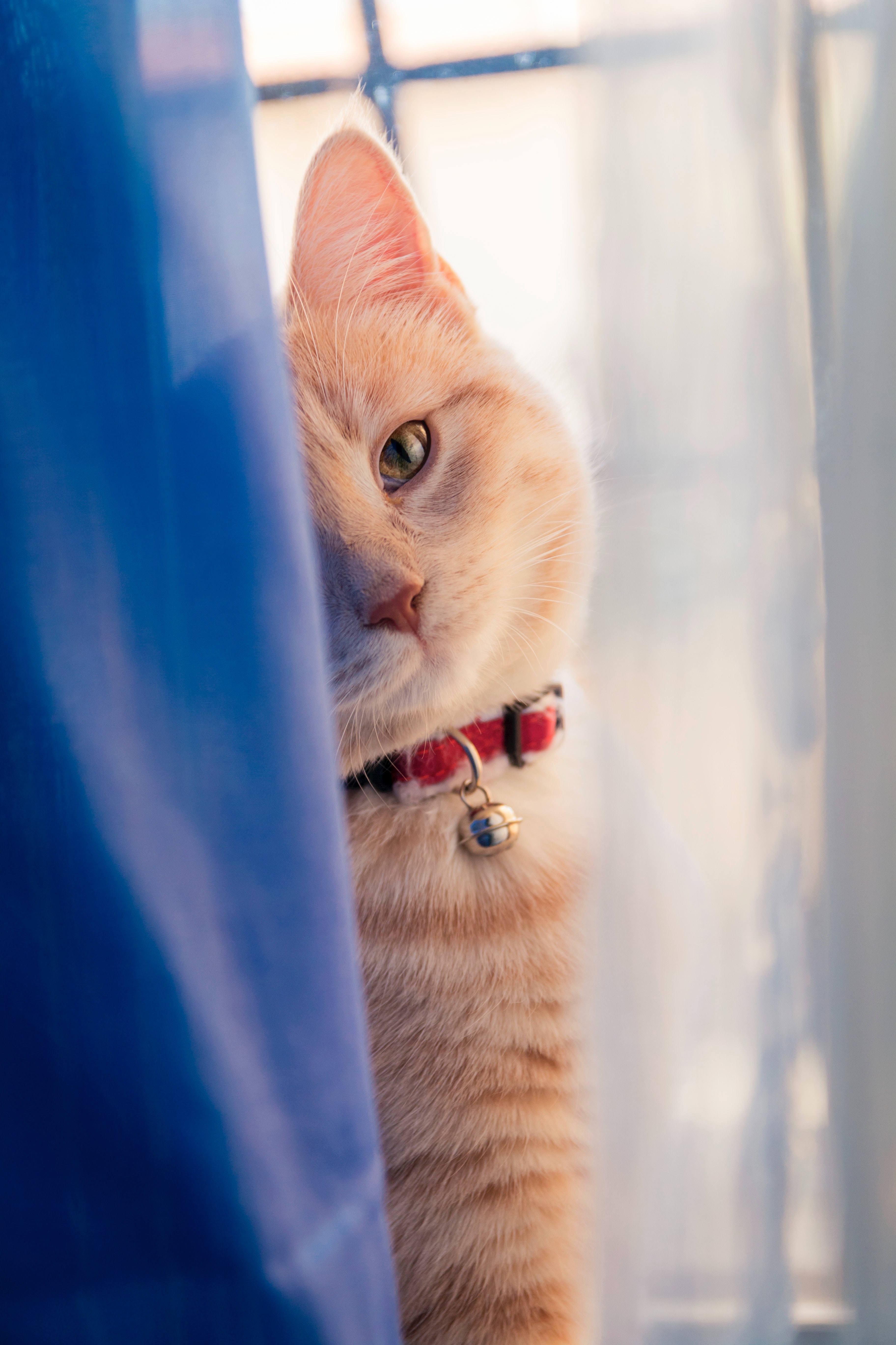 Cat Wallpaper Photo, Download The BEST Free Cat Wallpaper & HD Image