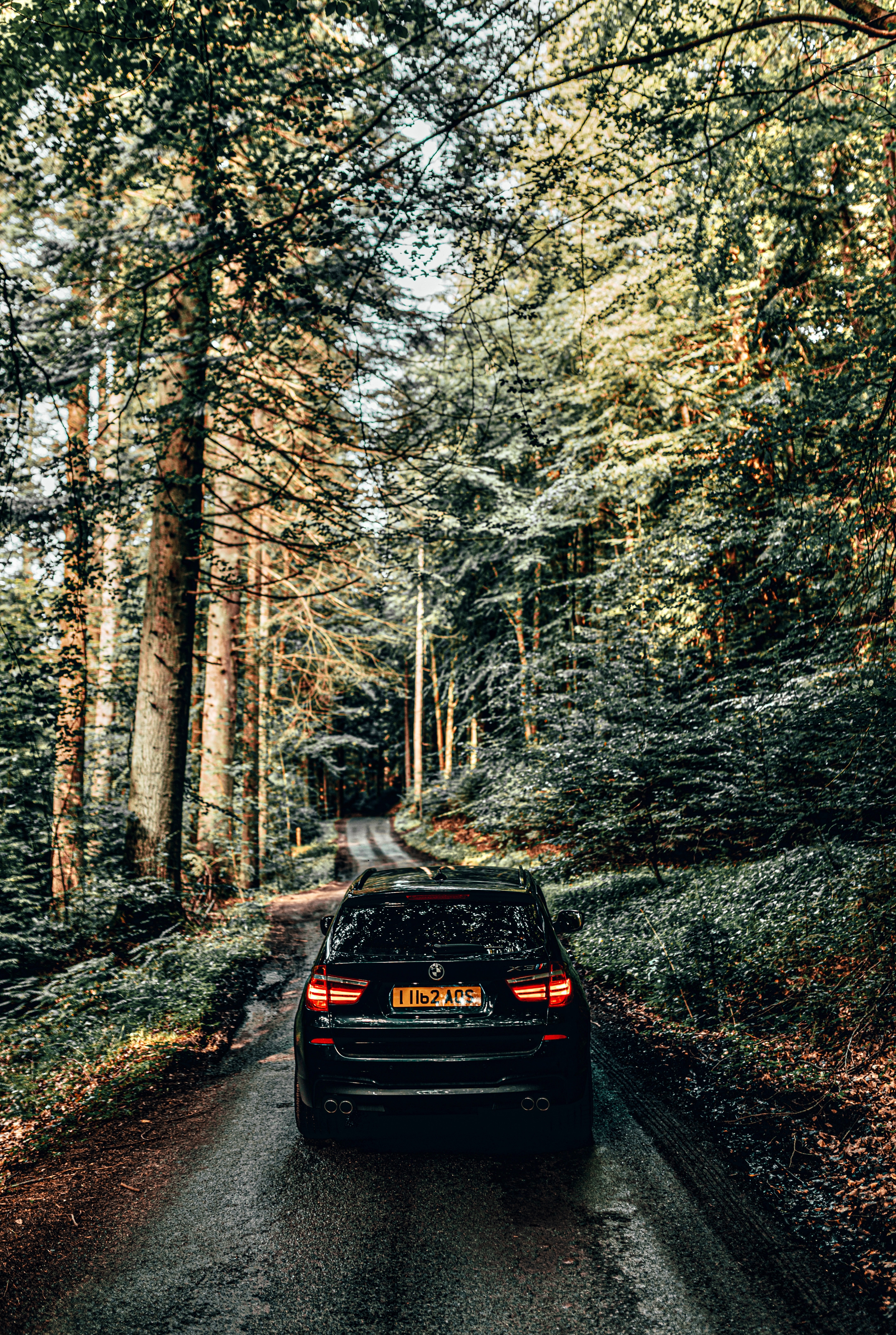 Black Car in the Forest Road · Free
