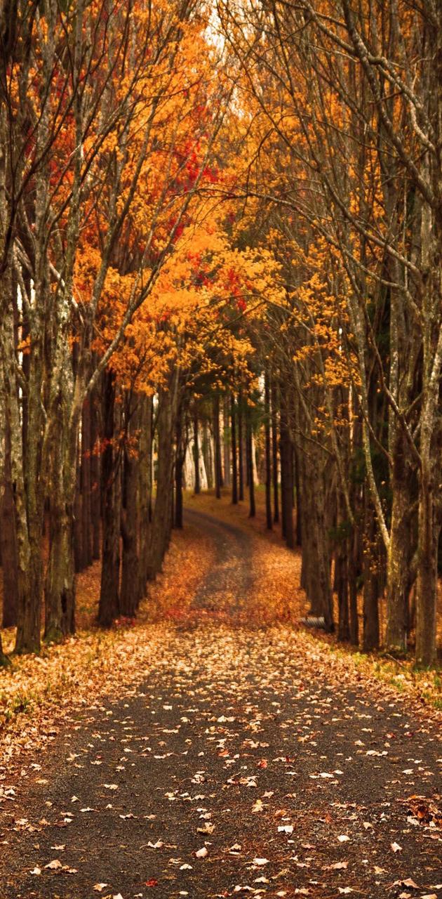 Autumn Path Wallpapers - Wallpaper Cave