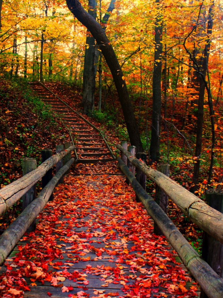 Autumn Path Wallpapers - Wallpaper Cave