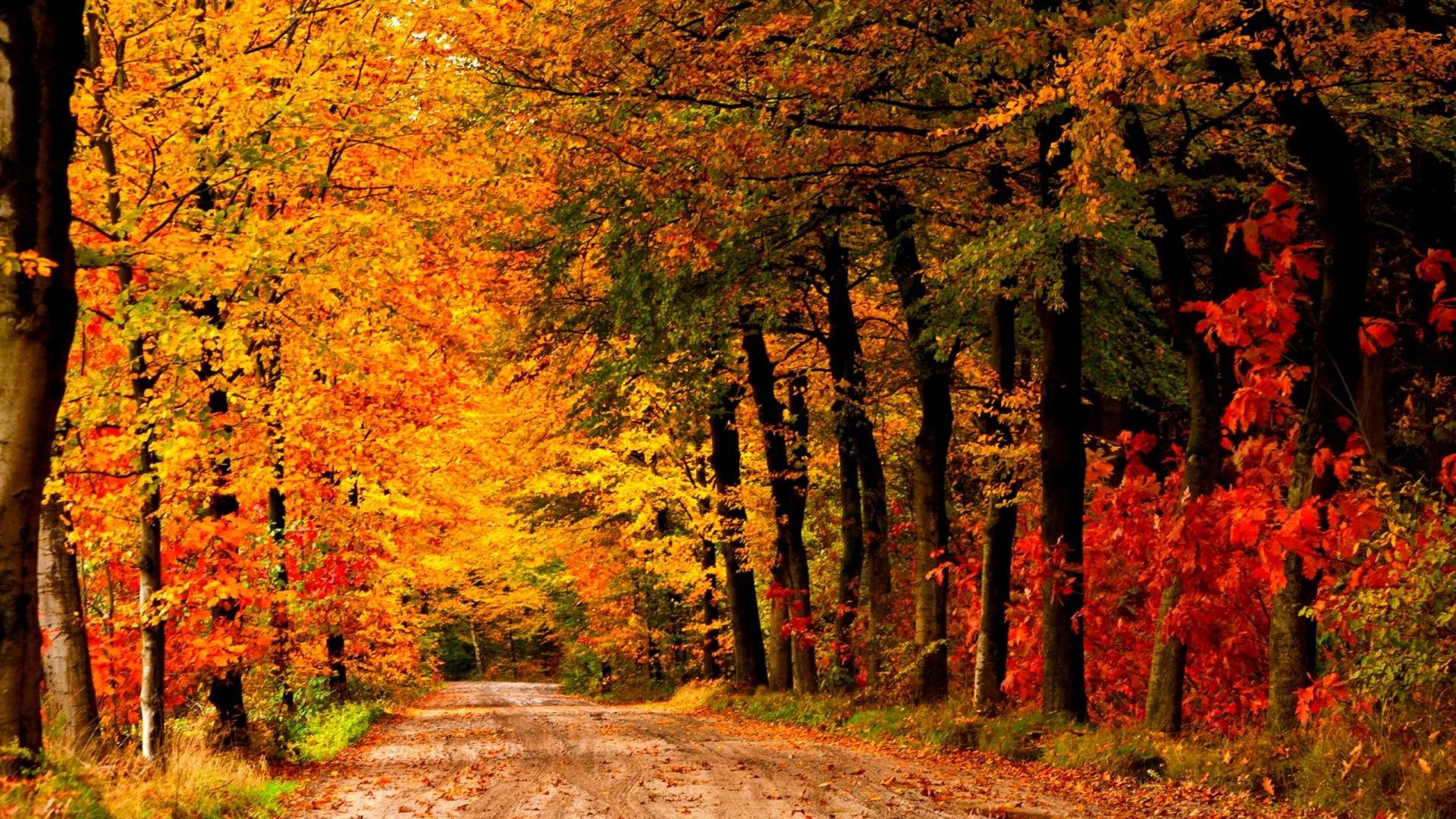 Autumn Forest Path Wallpaper
