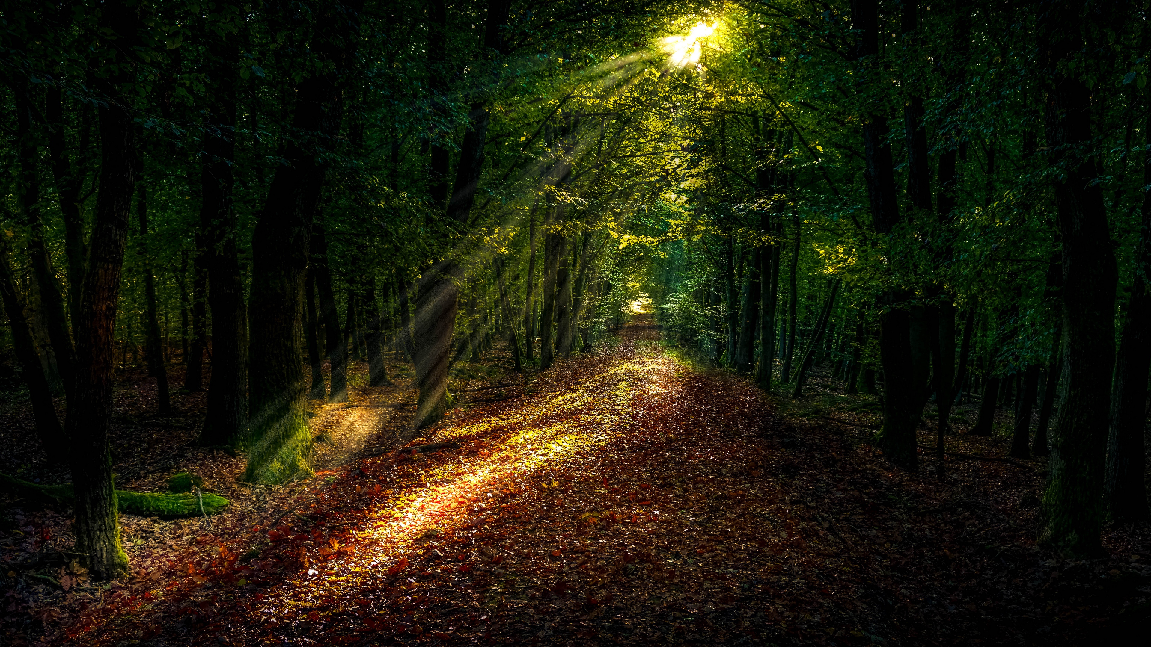Wallpaper 4k forest, autumn, path, sunlight 4k Wallpaper