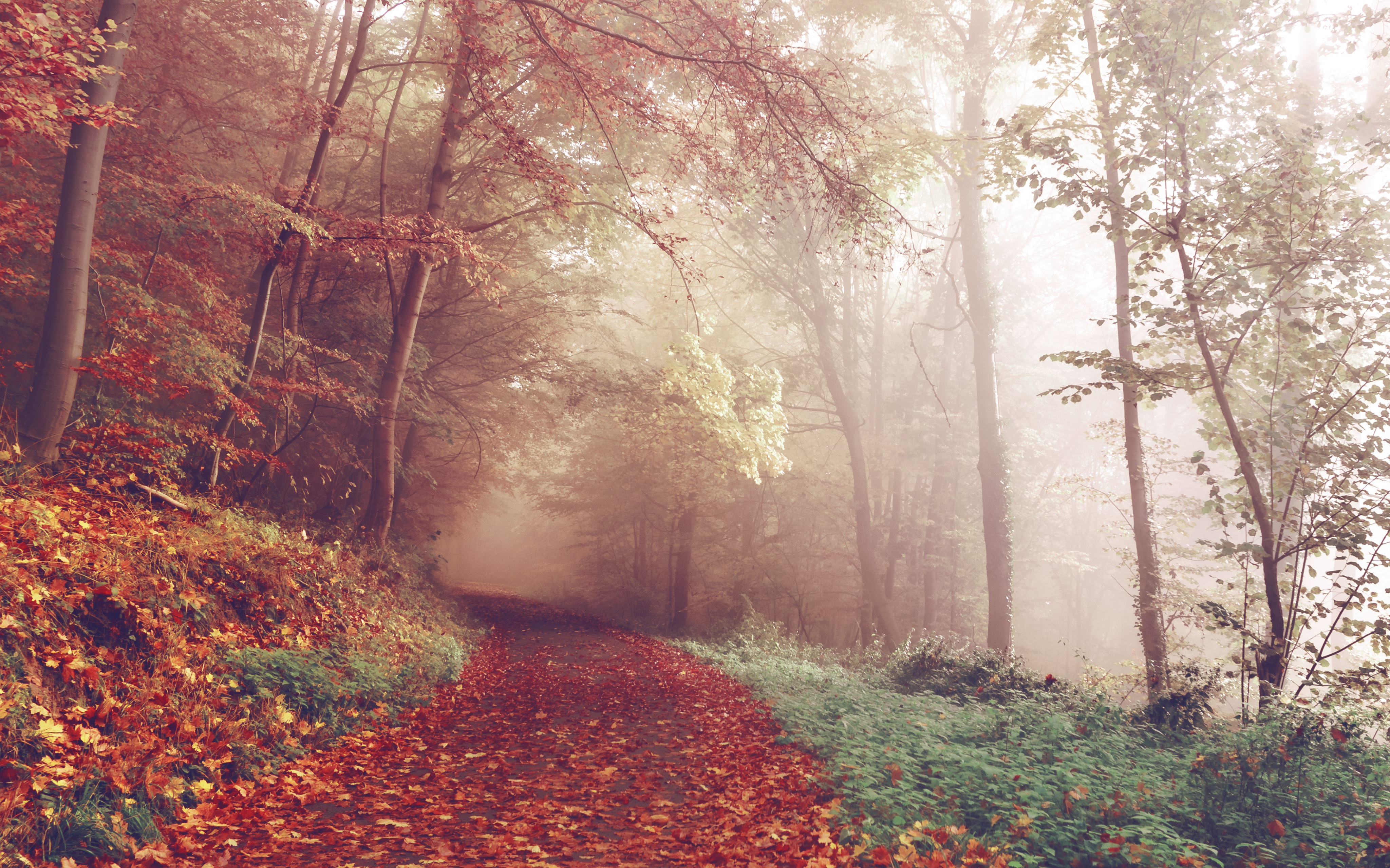 Wallpaper 4k Autumn path 4K Wallpaper