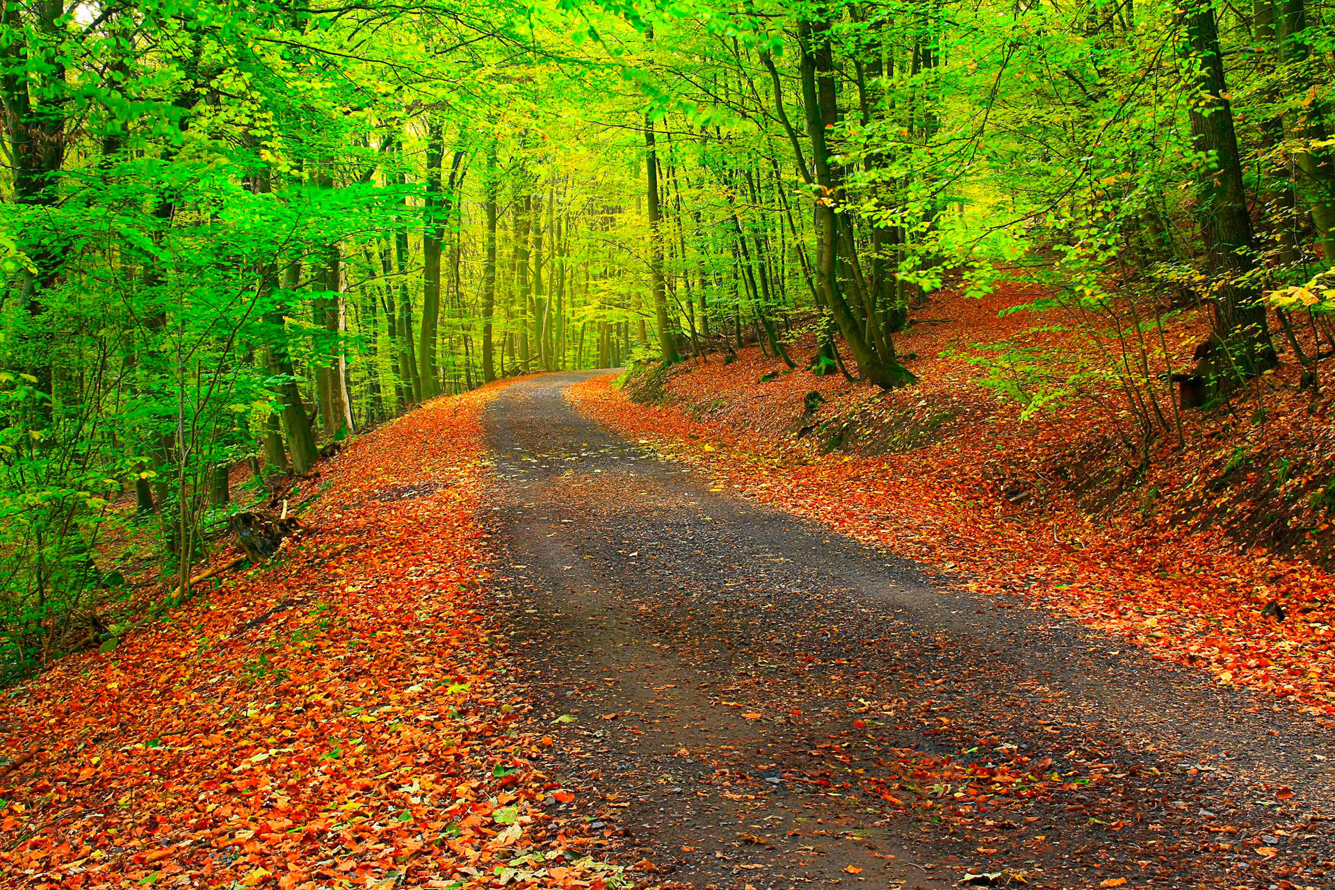 Download Walk along an Autumn Path