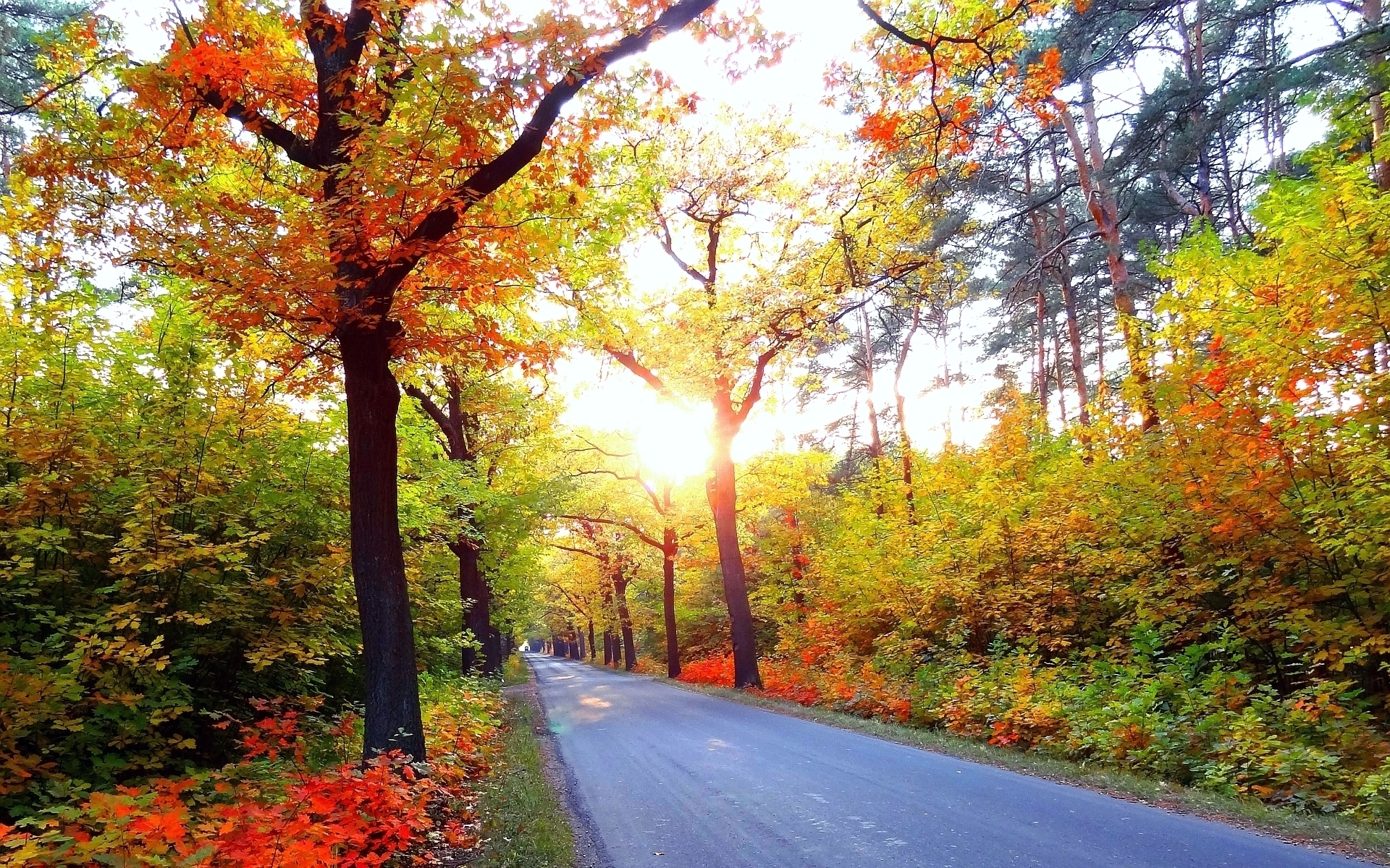 Autumn Road HD wallpaper