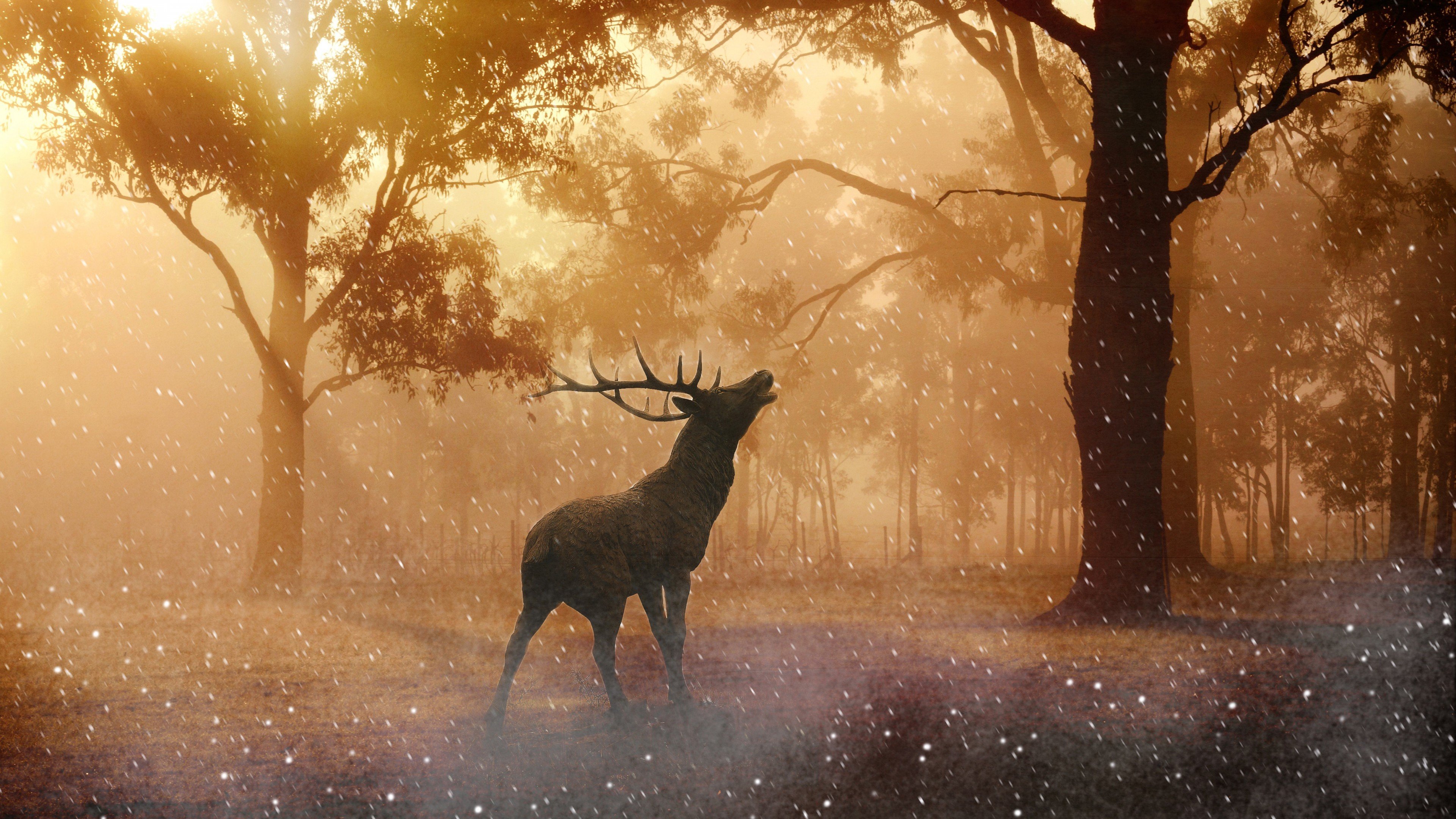 Beautiful Fallow Deer in Forest Autumn Wallpaper 4K Ultra HD