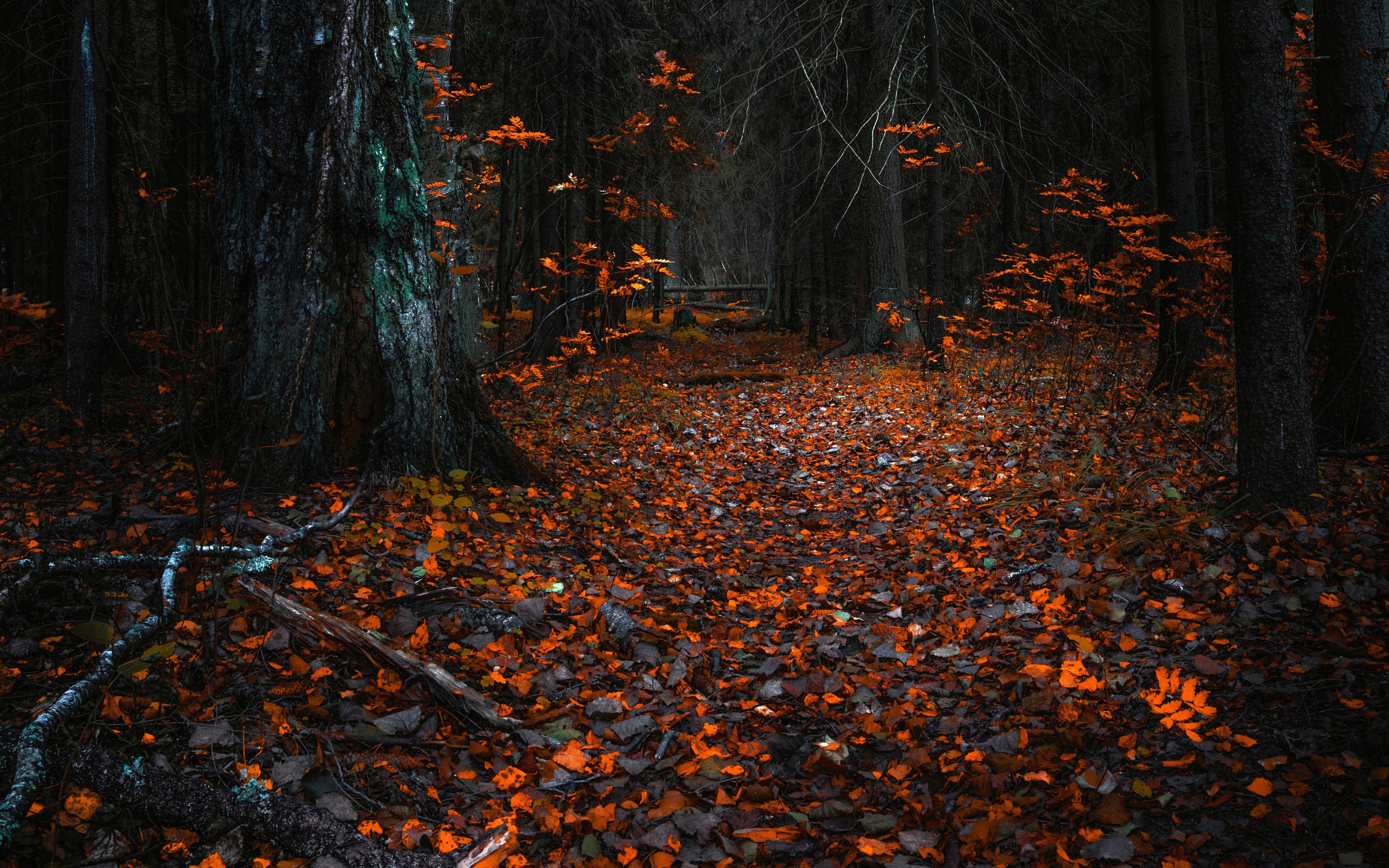Download 3840x2400 autumn, orange leaves, forest, nature 4k wallpaper, 4k, ultra HD 16:10 wallpaper, 3840x2400 HD image, background, 16957
