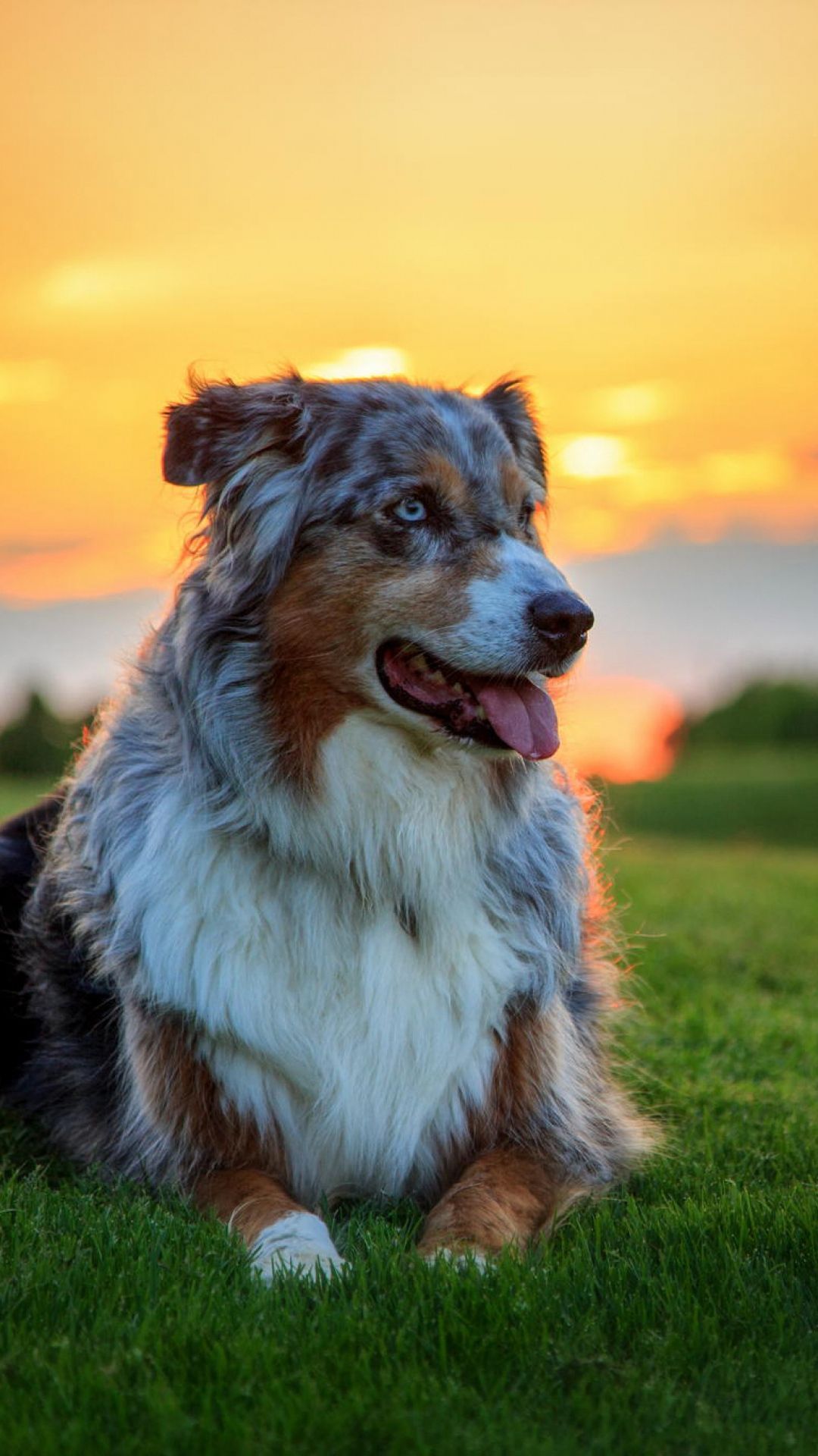 Australian Shepherd Wallpaper