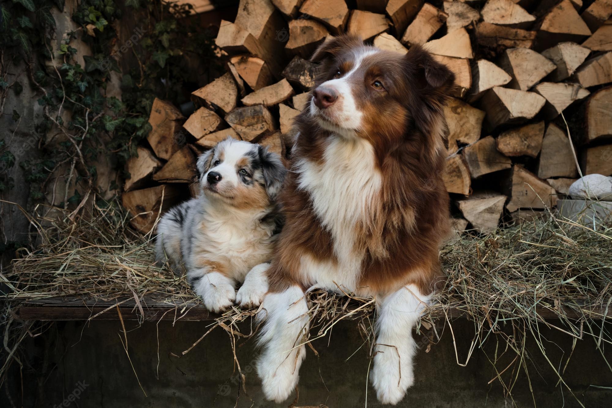 Blue Merle Australian Shepherd Image. Free Vectors, & PSD