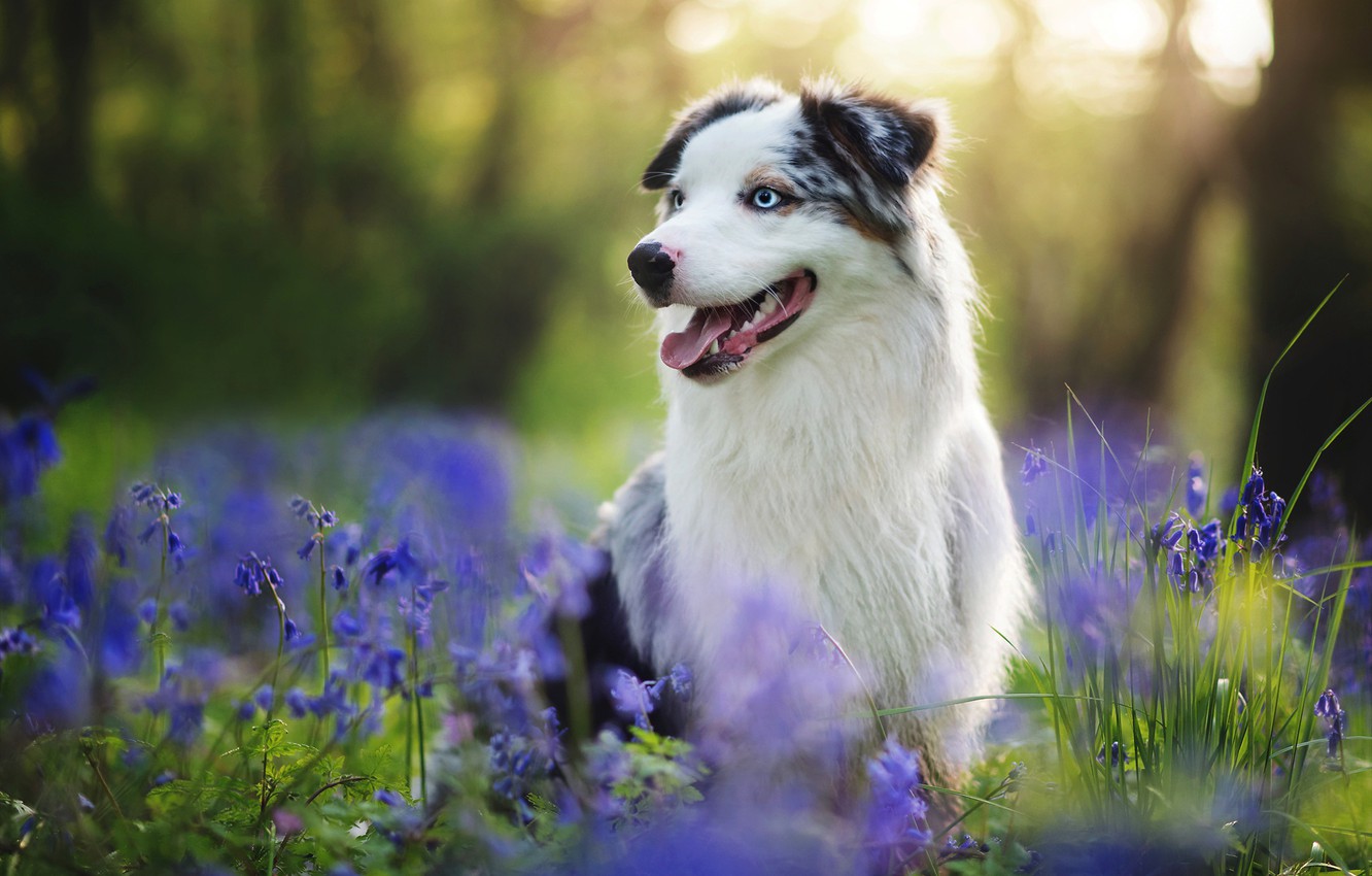 Wallpaper summer, each, dog, Australian shepherd image for desktop, section собаки