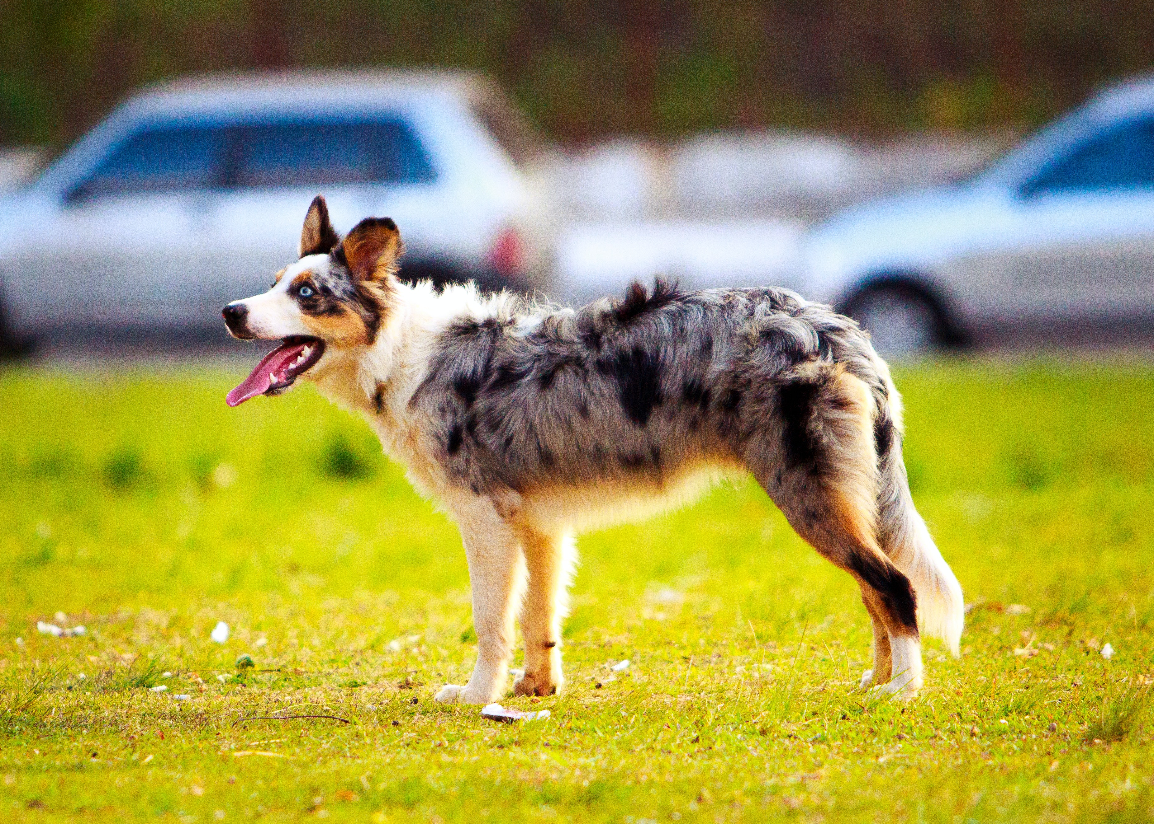 Australian Shepherd Photo, Download Free Australian Shepherd & HD Image