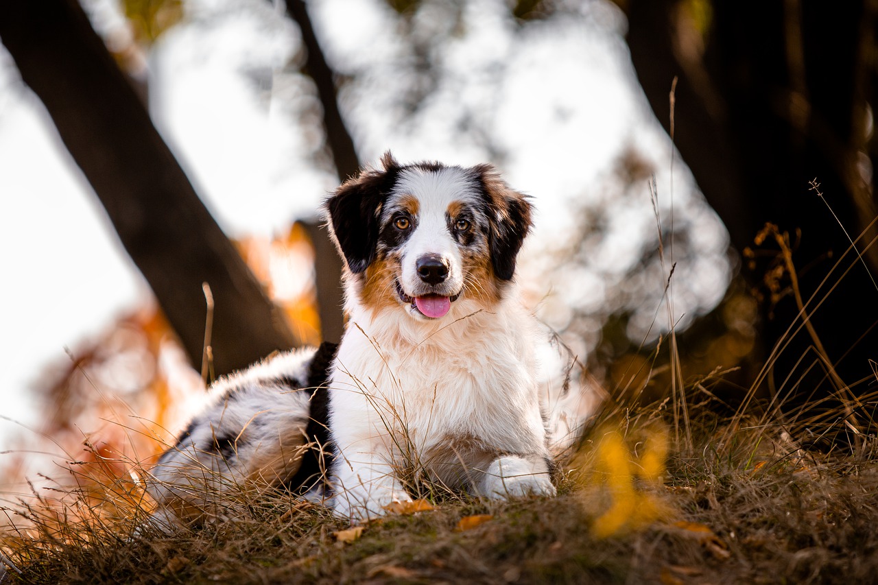 Australian Shepherd Dog Field